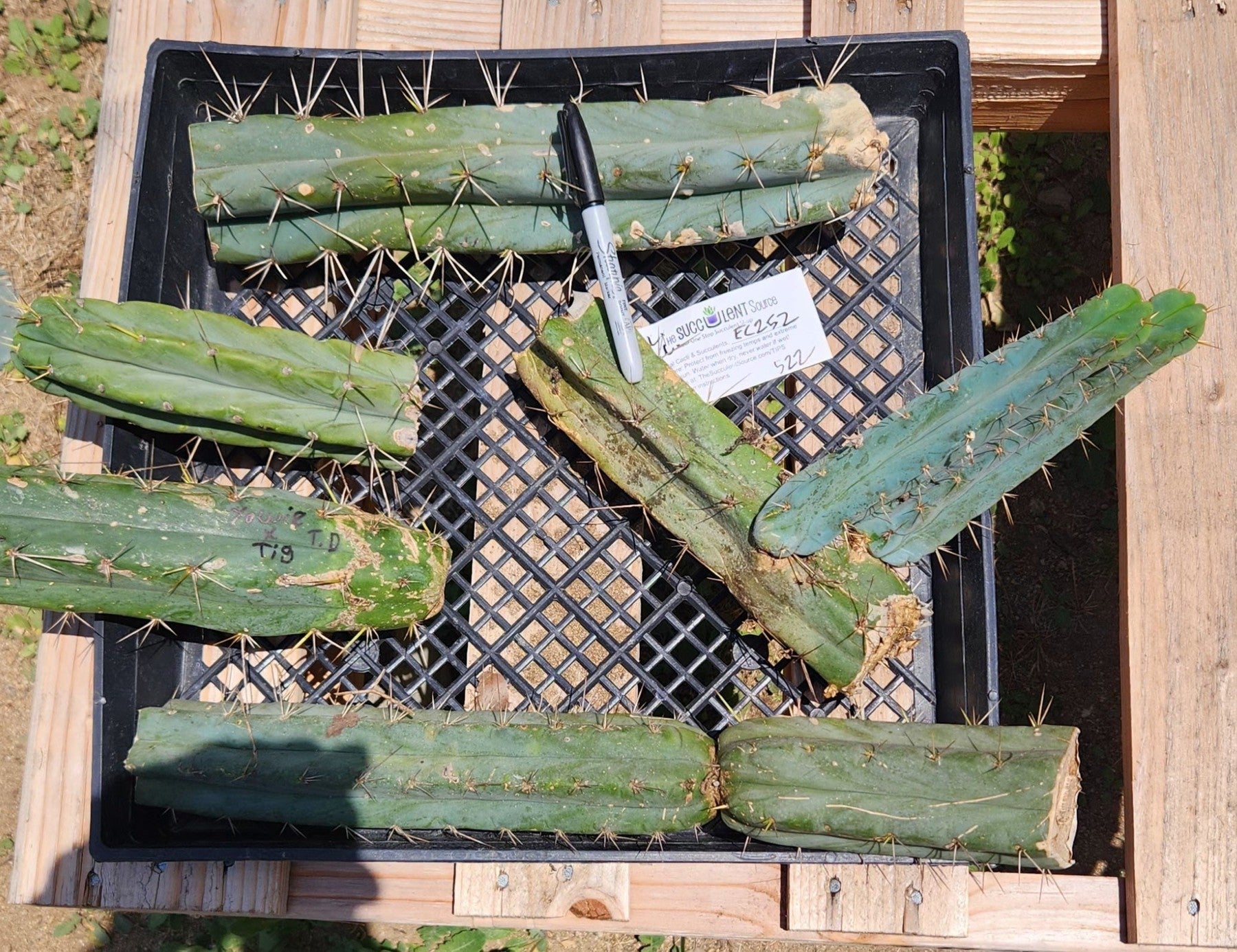 #EC252 EXACT Trichocereus Bridgesii TLC Bargain Cactus Cutting Lot +-Cactus - Large - Exact-The Succulent Source