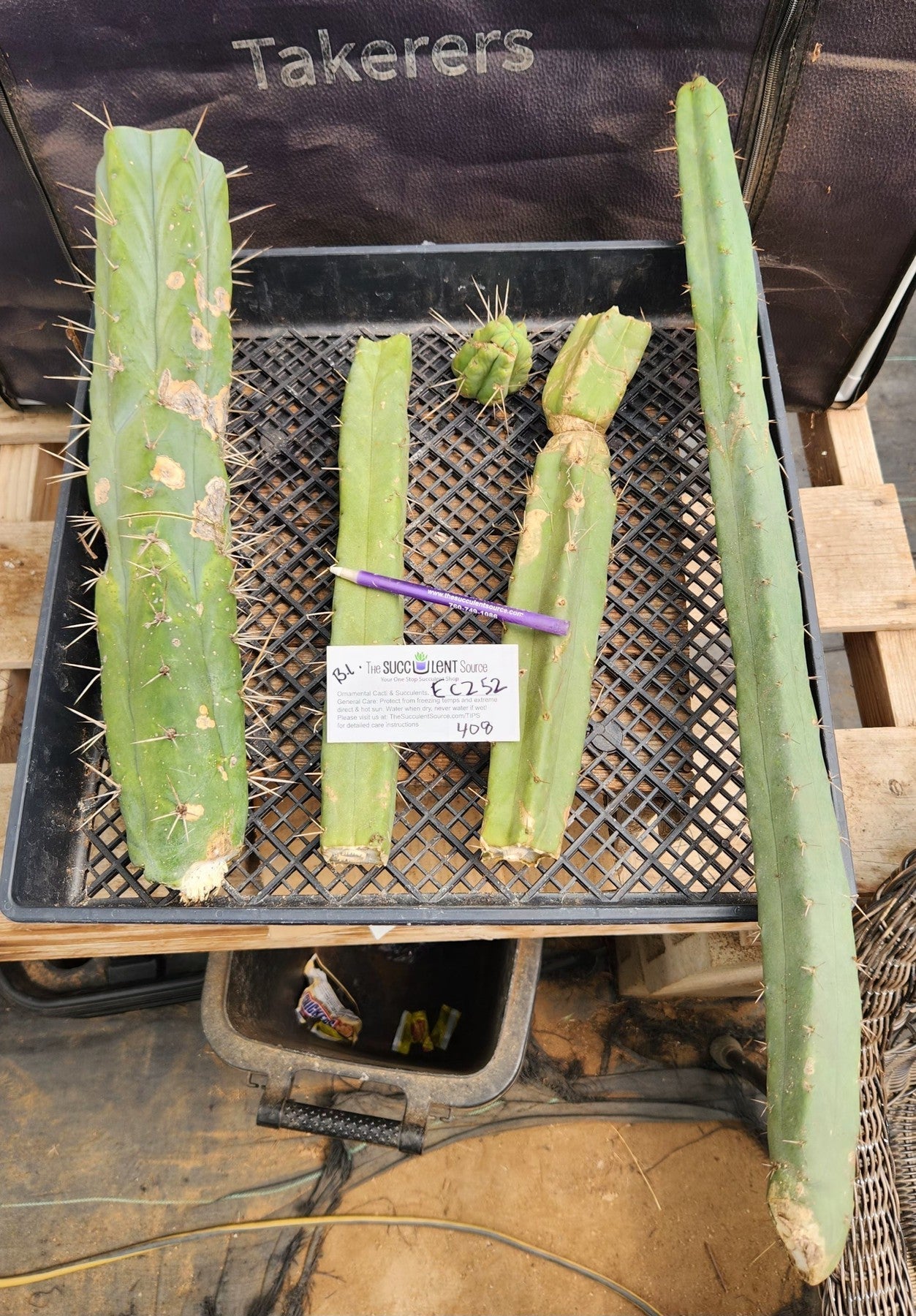 #EC252 EXACT Trichocereus Bridgesii TLC Ornamental Cactus Cutting Lot +-Cactus - Large - Exact-The Succulent Source