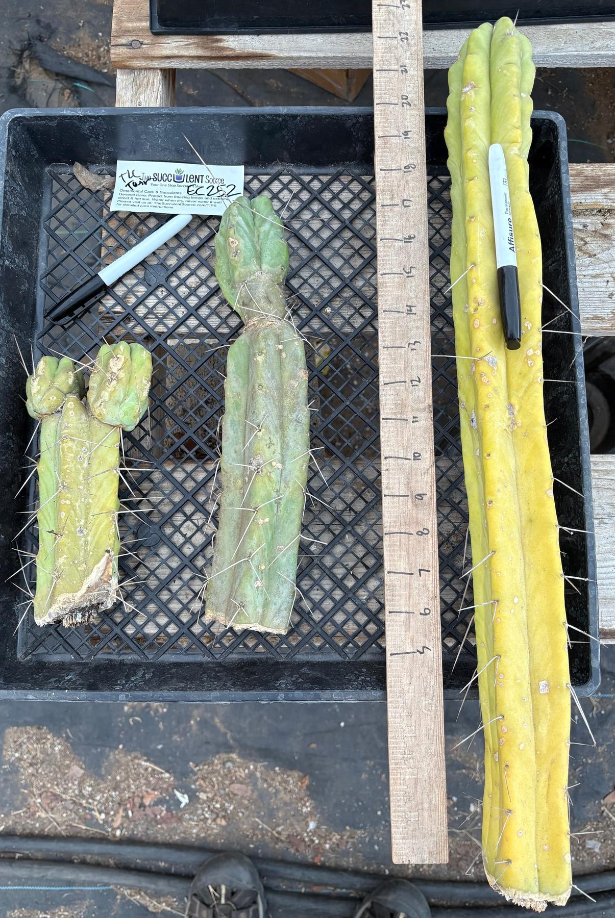 #EC252 EXACT Trichocereus Jiimz Bridgesii TLC Twin Spine Bargain Cactus Cutting Lot-Cactus - Large - Exact-The Succulent Source