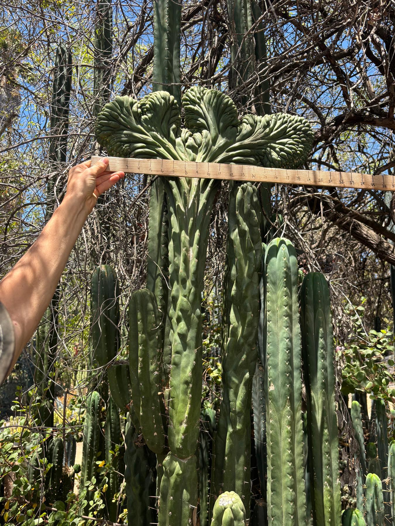 #EC253 EXACT Trichocereus Pachanoi Crested San Pedro Cactus CUTTING-Cactus - Large - Exact-The Succulent Source