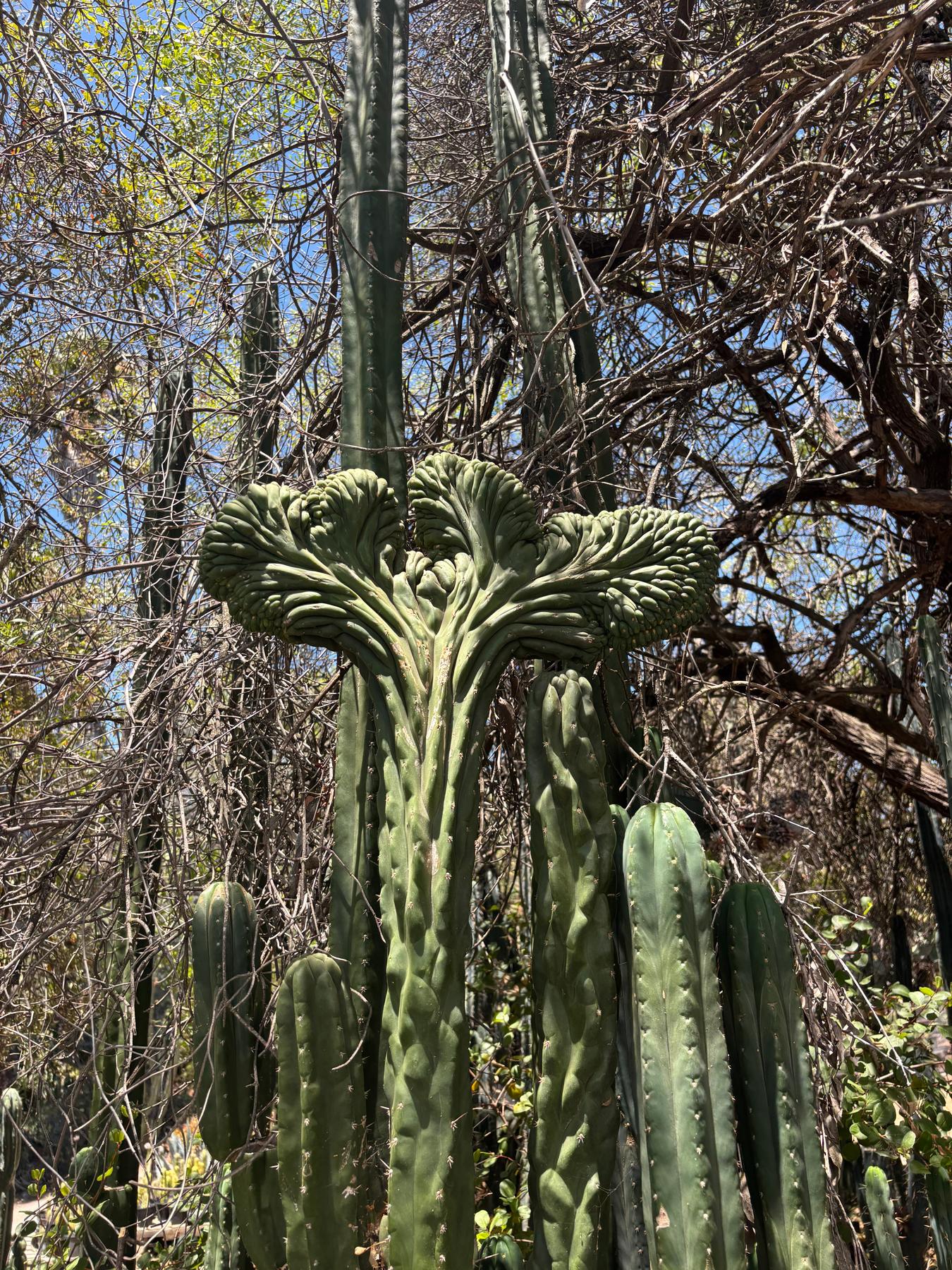 #EC253 EXACT Trichocereus Pachanoi Crested San Pedro Cactus CUTTING-Cactus - Large - Exact-The Succulent Source