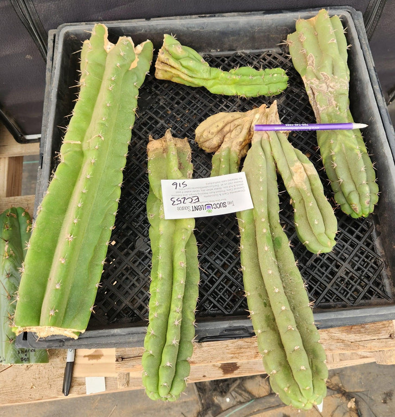 #EC253 EXACT Trichocereus Pachanoi Monstrose TPM Ornamental Cactus CUTTING LOT