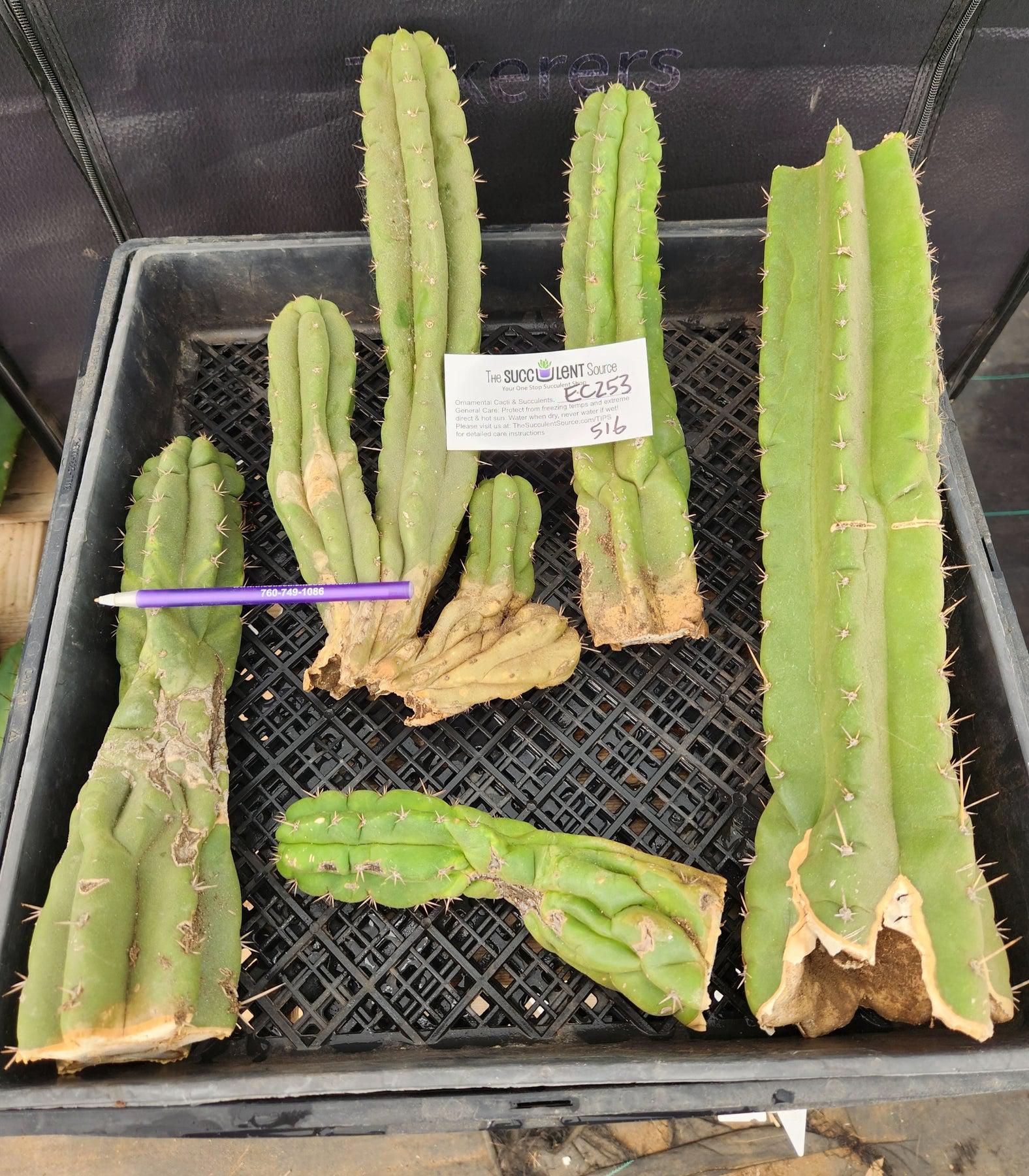#EC253 EXACT Trichocereus Pachanoi Monstrose TPM Ornamental Cactus CUTTING LOT-Cactus - Large - Exact-The Succulent Source
