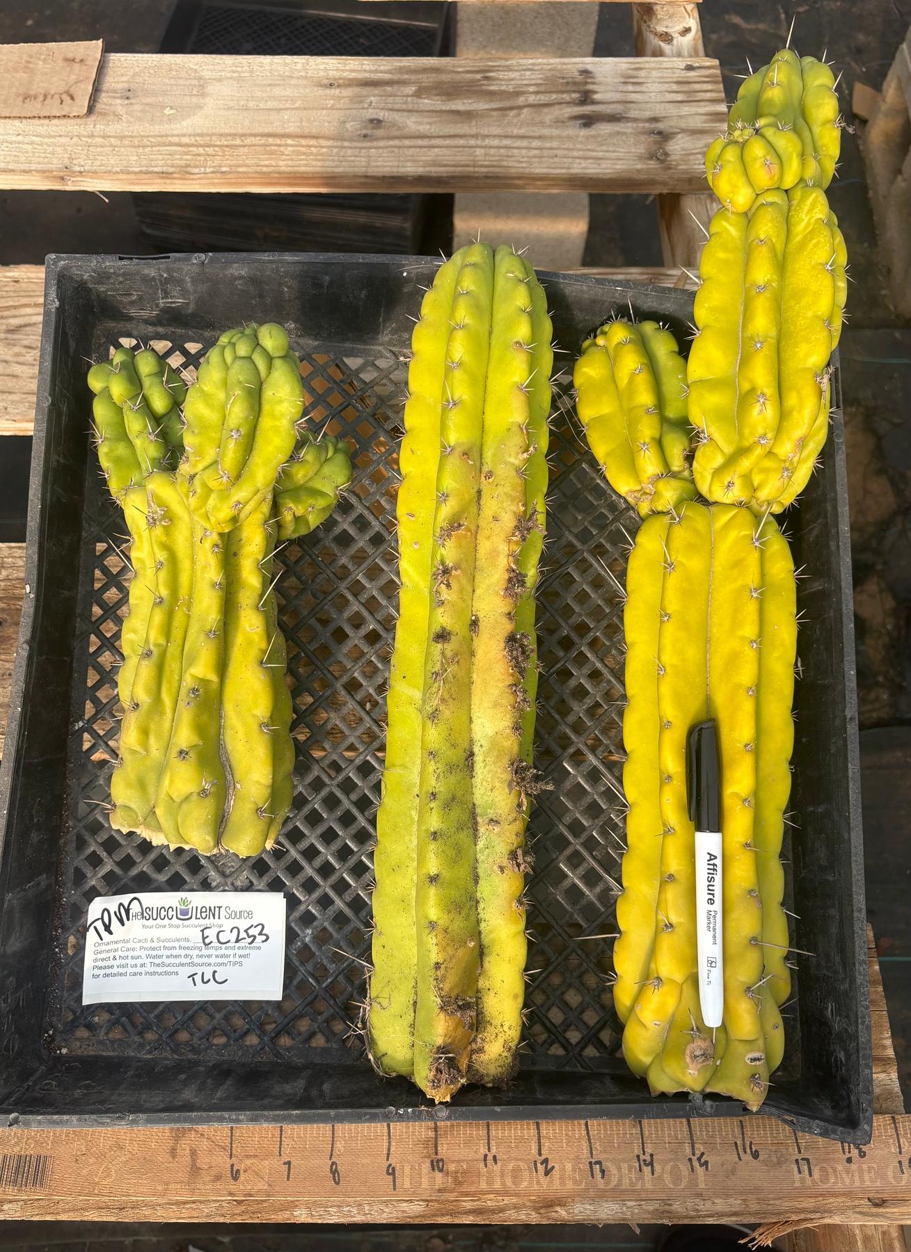 #EC253 EXACT Trichocereus Pachanoi Monstrose TPM TLC Cactus CUTTING LOT-Cactus - Large - Exact-The Succulent Source