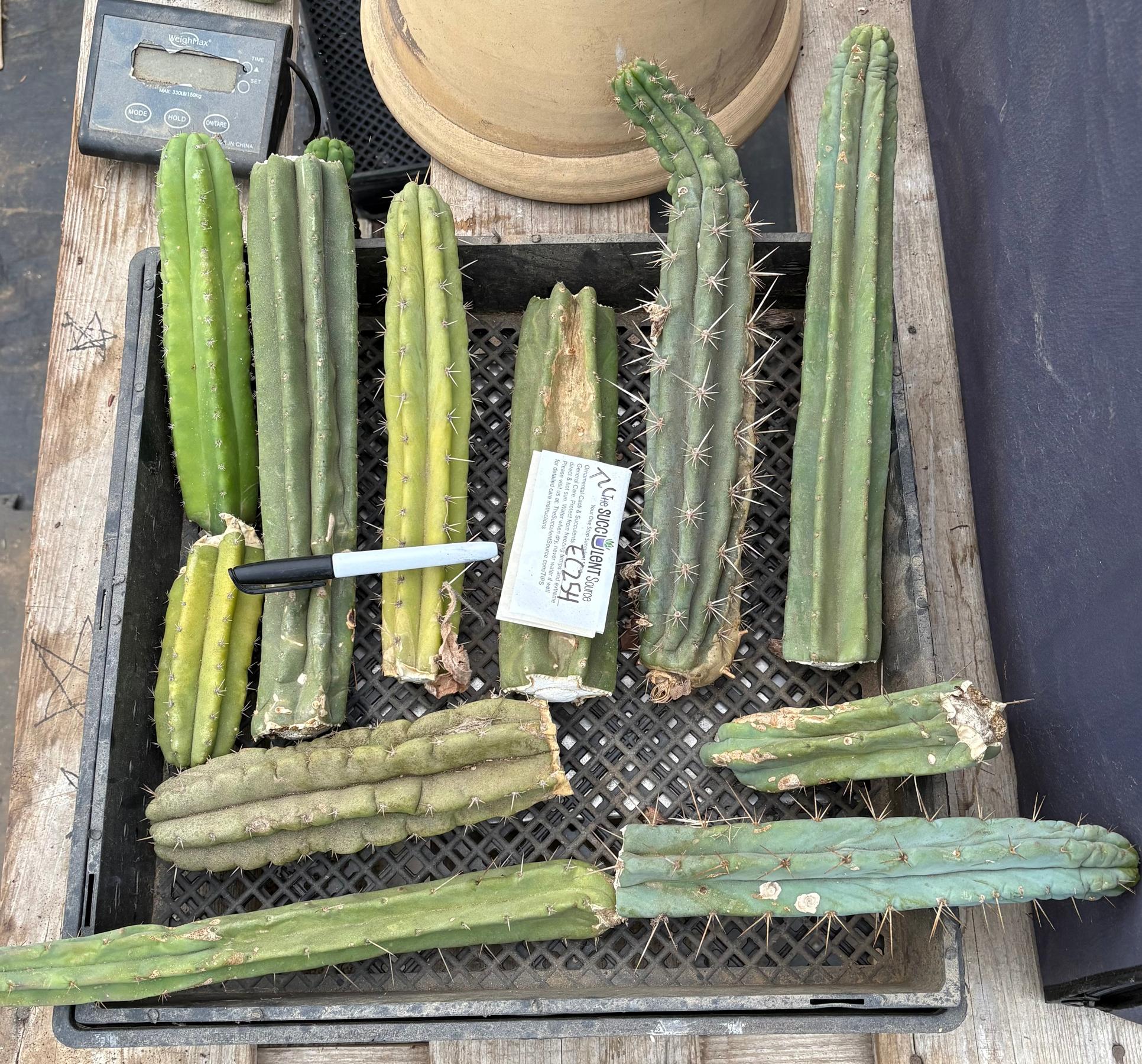 #EC254 EXACT Trichocereus MIXED TLC Bargain Cactus CUTTING Lot-Cactus - Large - Exact-The Succulent Source