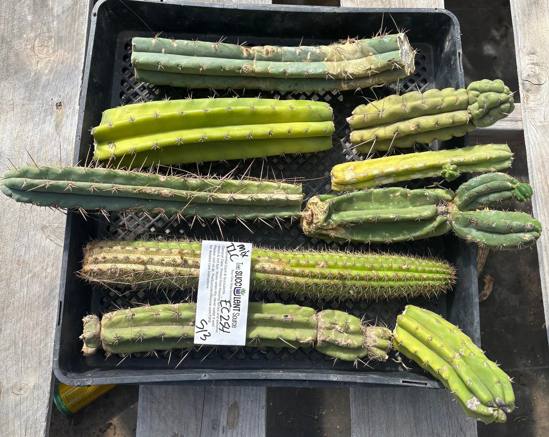 #EC254 EXACT Trichocereus MIXED TLC Bargain Cactus CUTTING Lot-Cactus - Large - Exact-The Succulent Source