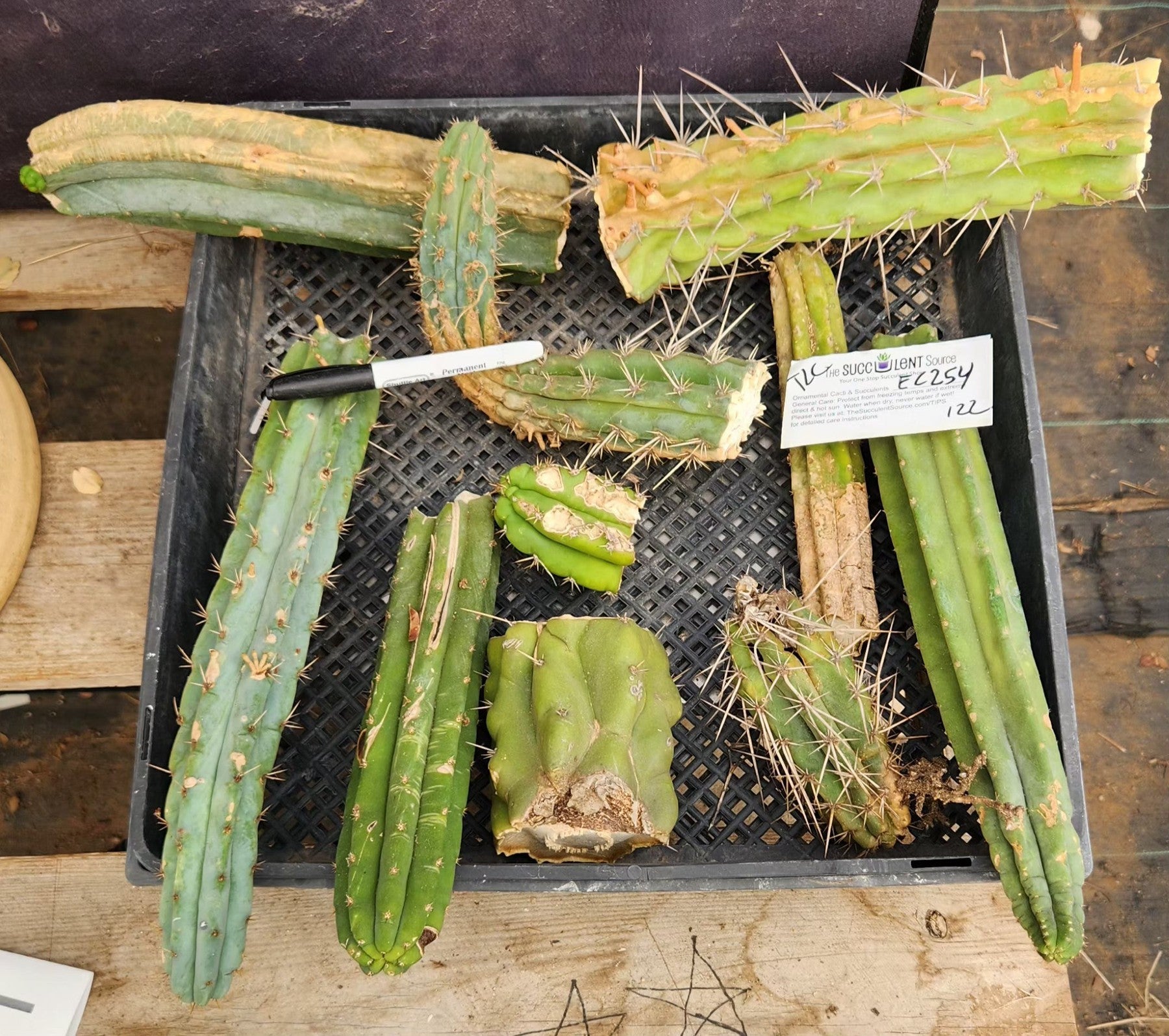 #EC254 EXACT Trichocereus MIXED TLC Bargain Cactus CUTTING Lot-Cactus - Large - Exact-The Succulent Source