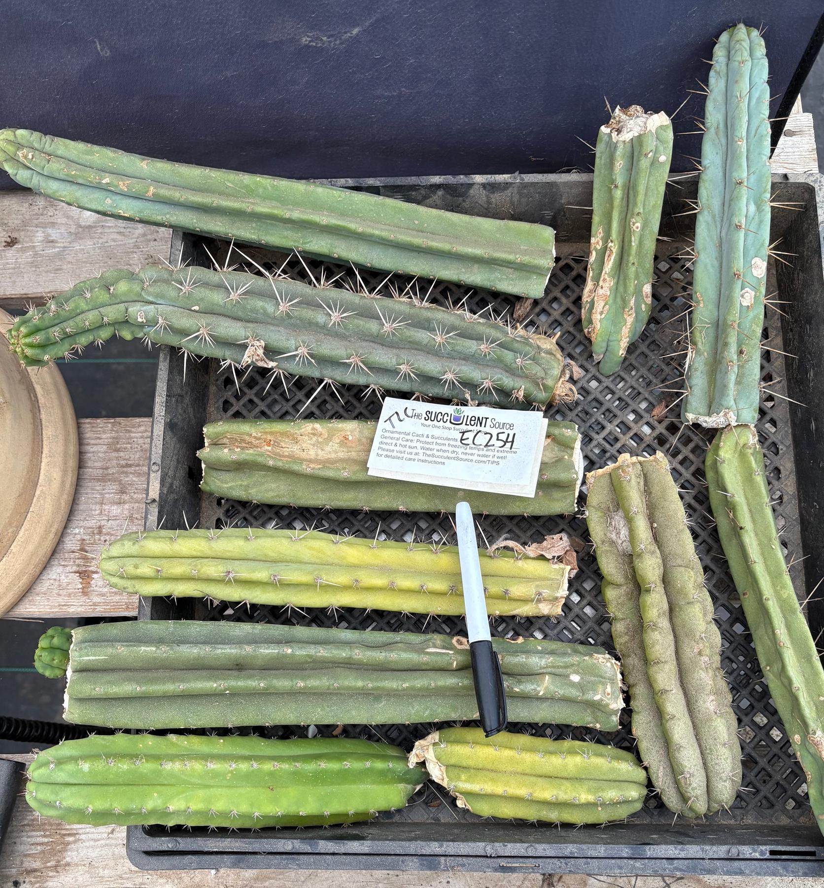 #EC254 EXACT Trichocereus MIXED TLC Bargain Cactus CUTTING Lot-Cactus - Large - Exact-The Succulent Source