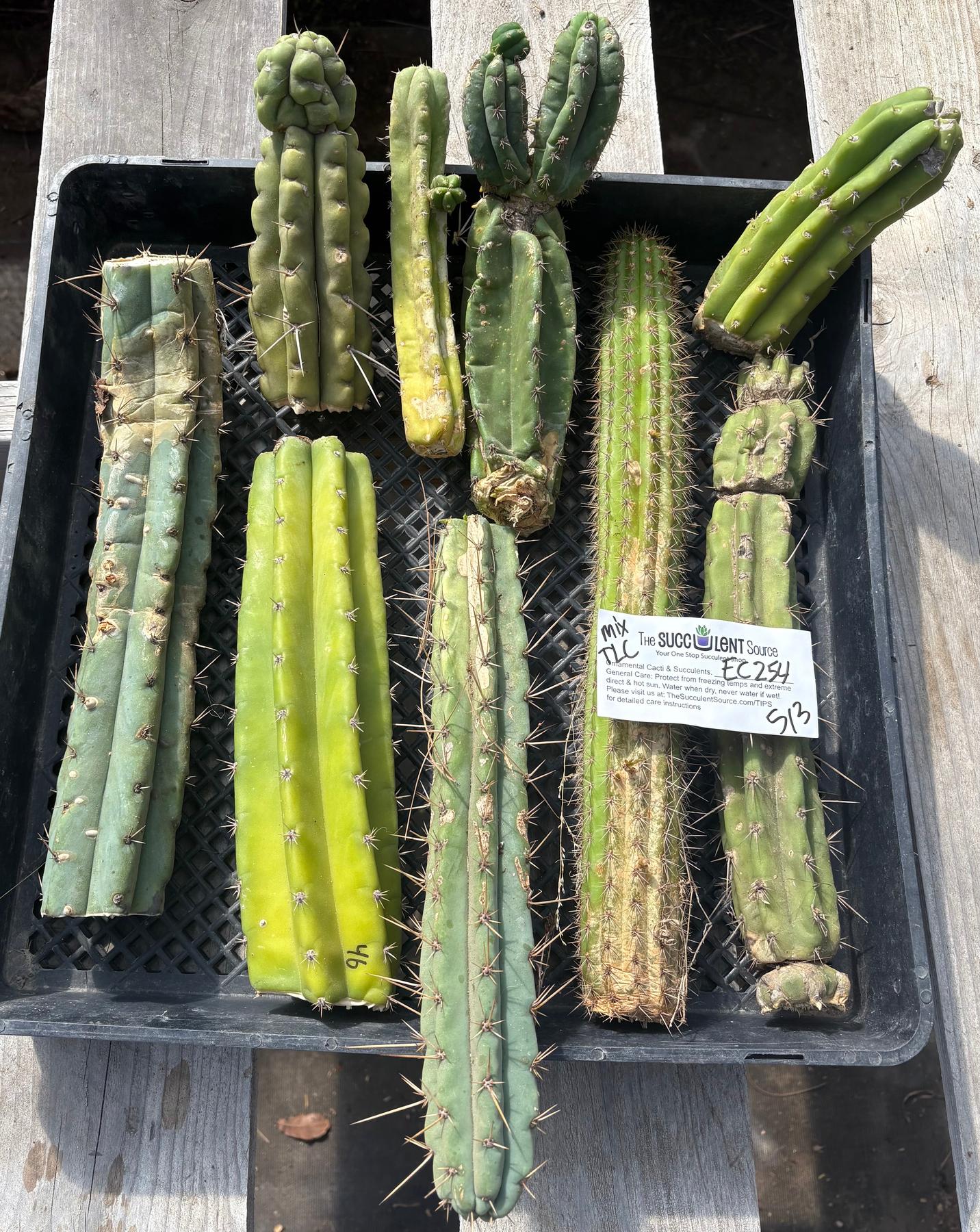#EC254 EXACT Trichocereus MIXED TLC Bargain Cactus CUTTING Lot-Cactus - Large - Exact-The Succulent Source
