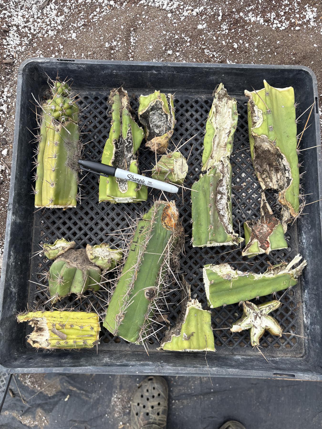 #EC254 EXACT Trichocereus MIXED TLC Bargain Cactus CUTTING Lot-Cactus - Large - Exact-The Succulent Source