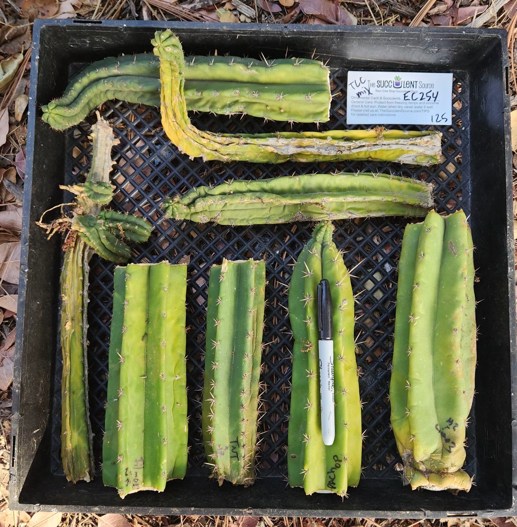 #EC254 EXACT Trichocereus MIXED TLC Bargain Cactus Scraps CUTTING Lot-Cactus - Large - Exact-The Succulent Source