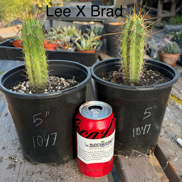 San Pedro Cactus for Sale Trichocereus - #EC255 EXACT Trichocereus