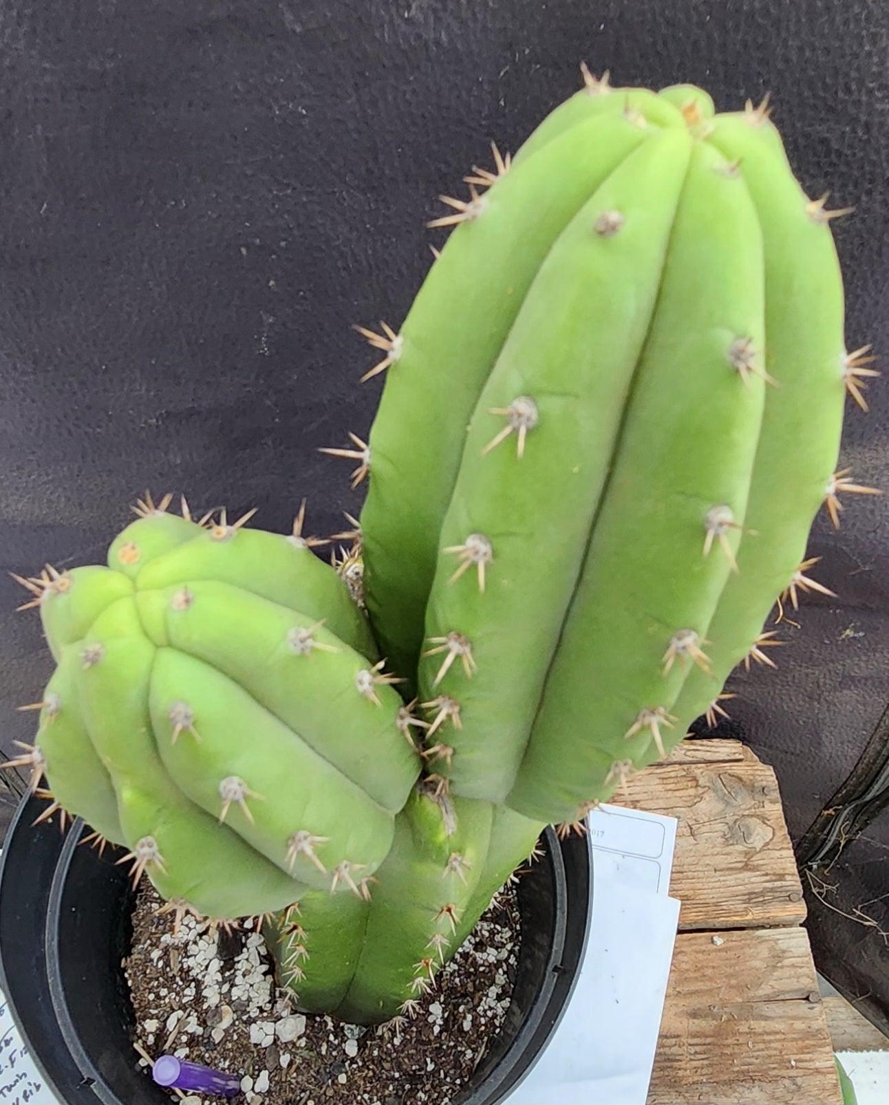 #EC255 EXACT Trichocereus Hybrid Pachanoi X Pachanoi Kathleen Cactus 16"-Cactus - Large - Exact-The Succulent Source