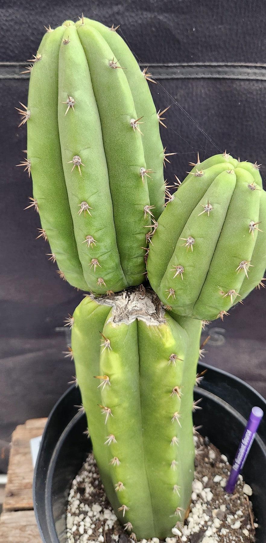 #EC255 EXACT Trichocereus Hybrid Pachanoi X Pachanoi Kathleen Cactus 16"-Cactus - Large - Exact-The Succulent Source