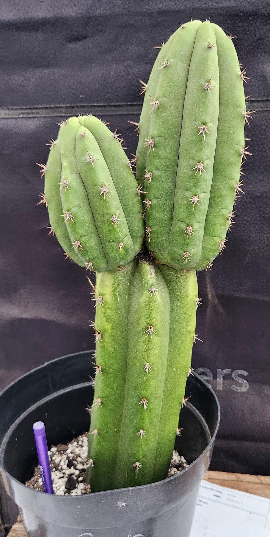 #EC255 EXACT Trichocereus Hybrid Pachanoi X Pachanoi Kathleen Cactus 16"-Cactus - Large - Exact-The Succulent Source