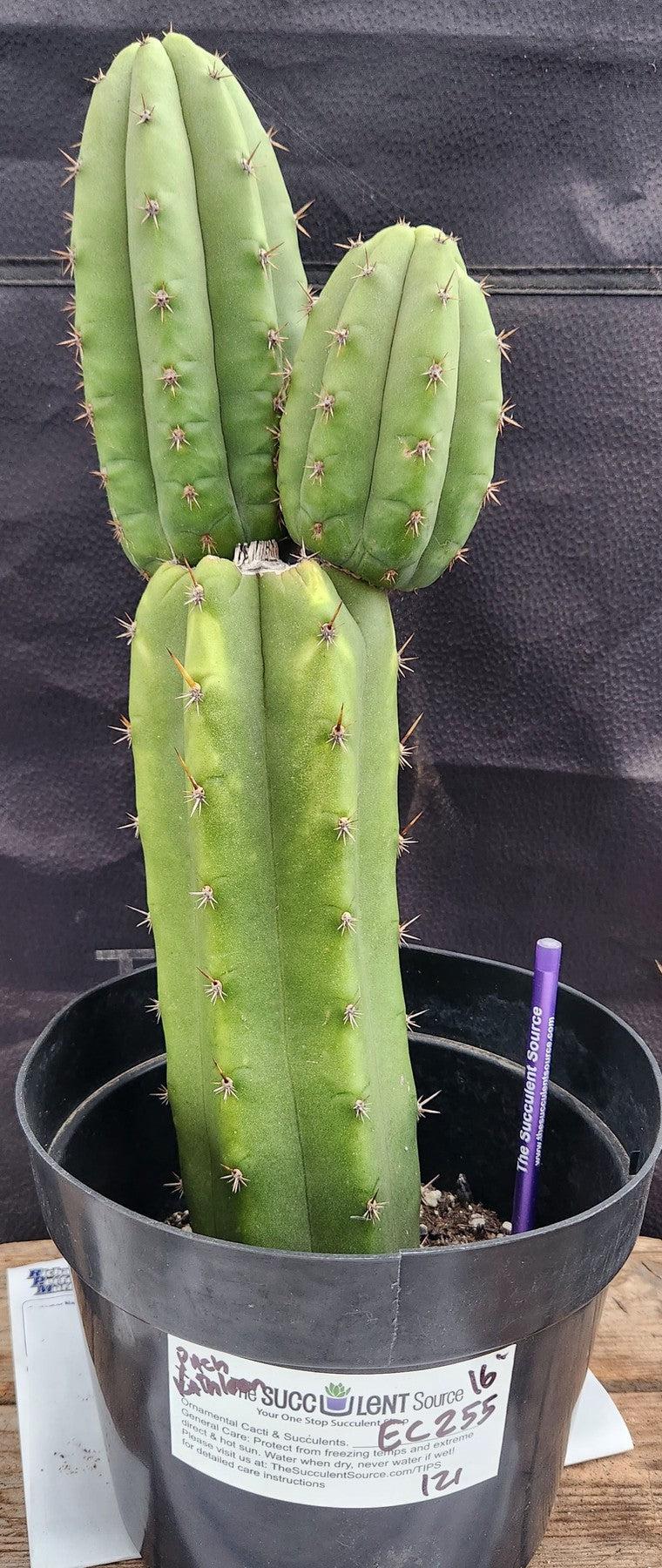 #EC255 EXACT Trichocereus Hybrid Pachanoi X Pachanoi Kathleen Cactus 16"-Cactus - Large - Exact-The Succulent Source