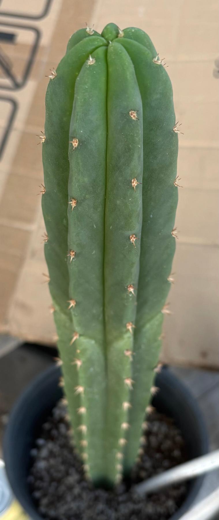 #EC255 EXACT Trichocereus Hybrid Scop Ripple X Bridgesii Lee Cactus 16.5”-Cactus - Large - Exact-The Succulent Source