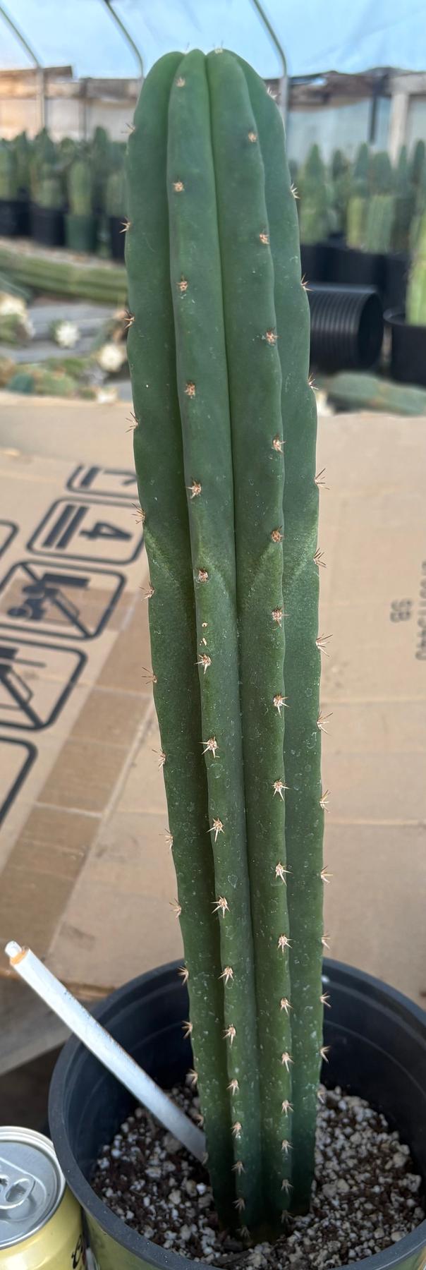 #EC255 EXACT Trichocereus Hybrid Scop Ripple X Bridgesii Lee Cactus 16.5”-Cactus - Large - Exact-The Succulent Source