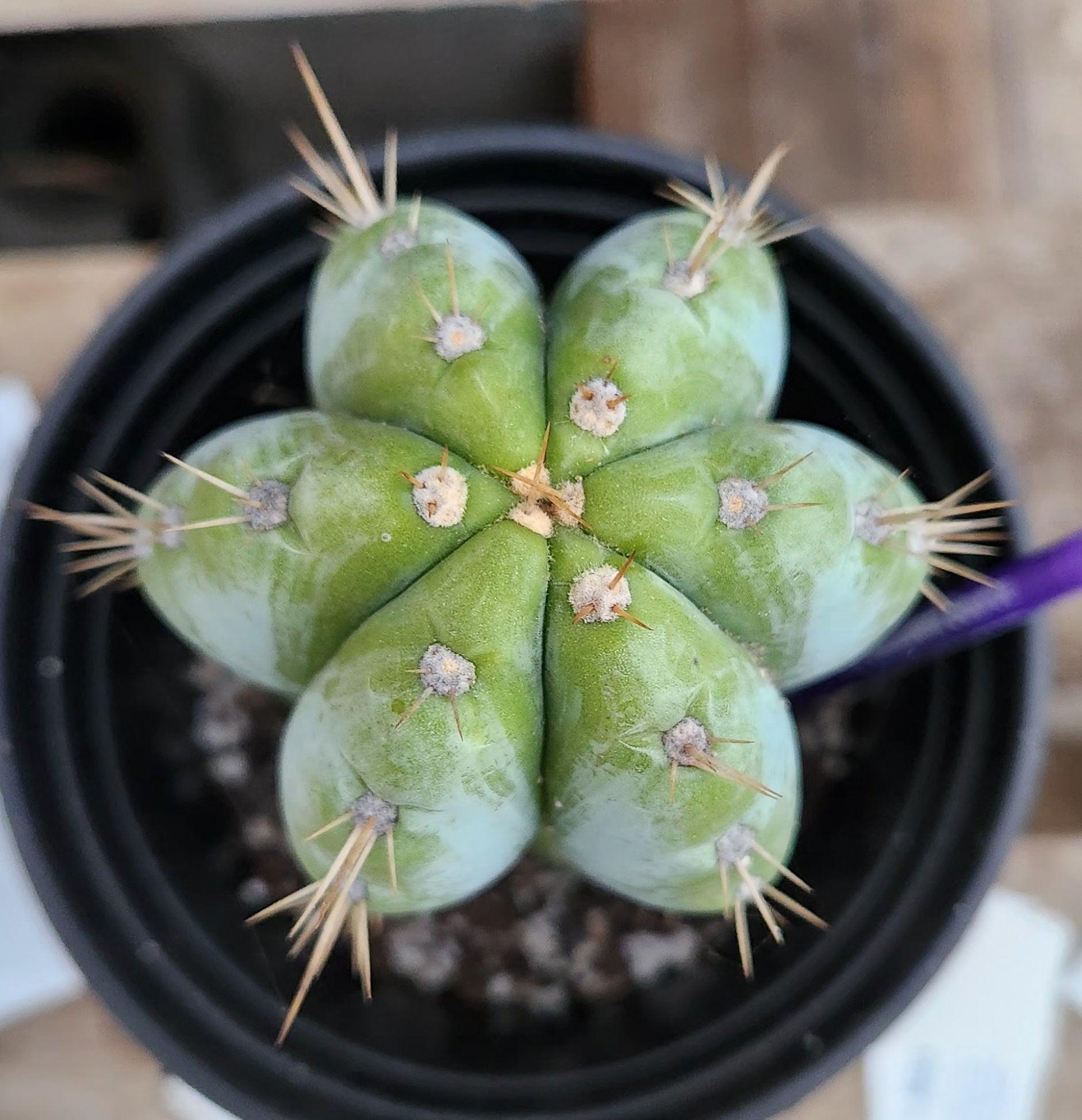 #EC256 EXACT Trichocereus Peruvianus Argentensis TLC Cactus 8.5"-Cactus - Large - Exact-The Succulent Source