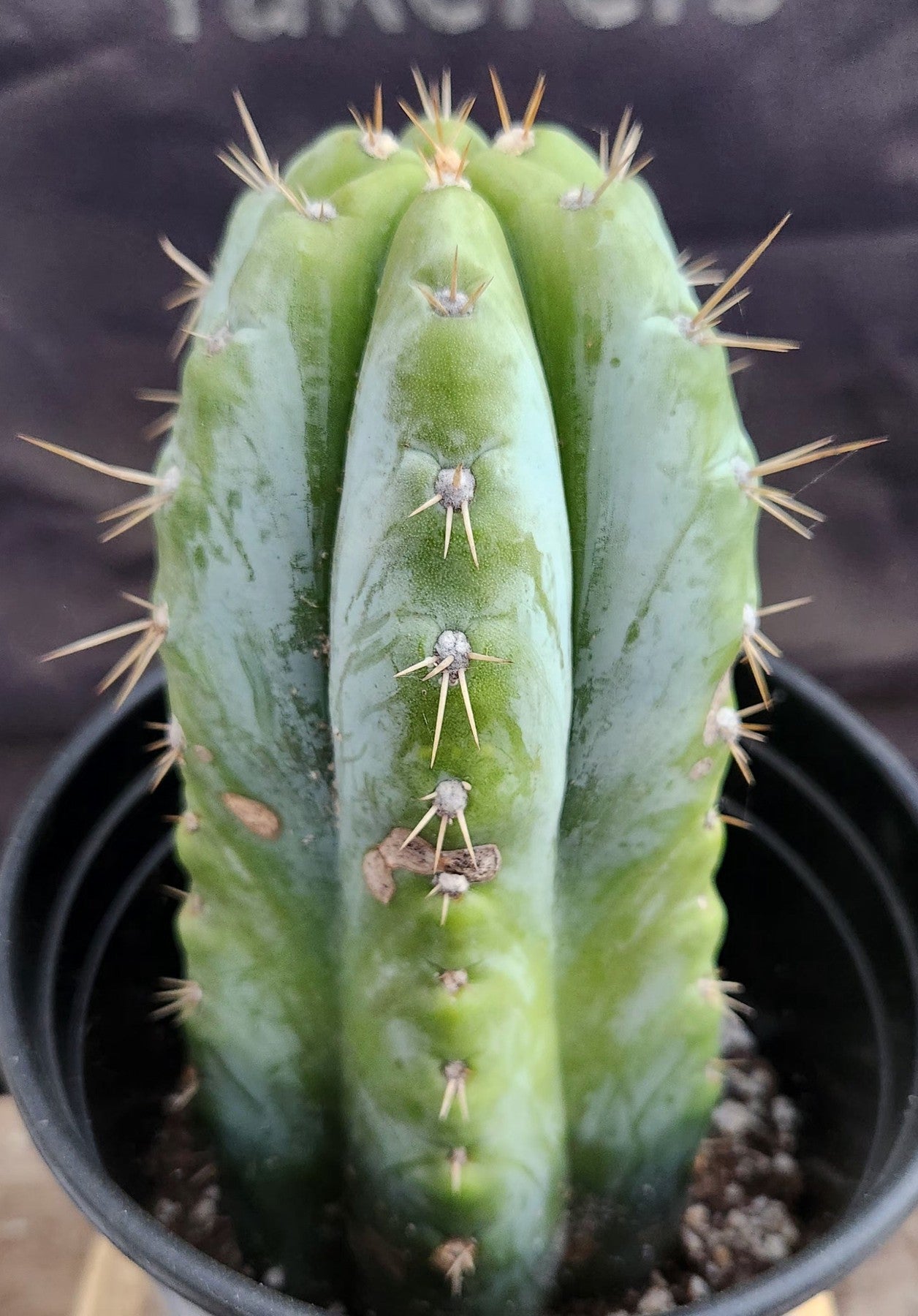 #EC256 EXACT Trichocereus Peruvianus Argentensis TLC Cactus 8.5"-Cactus - Large - Exact-The Succulent Source
