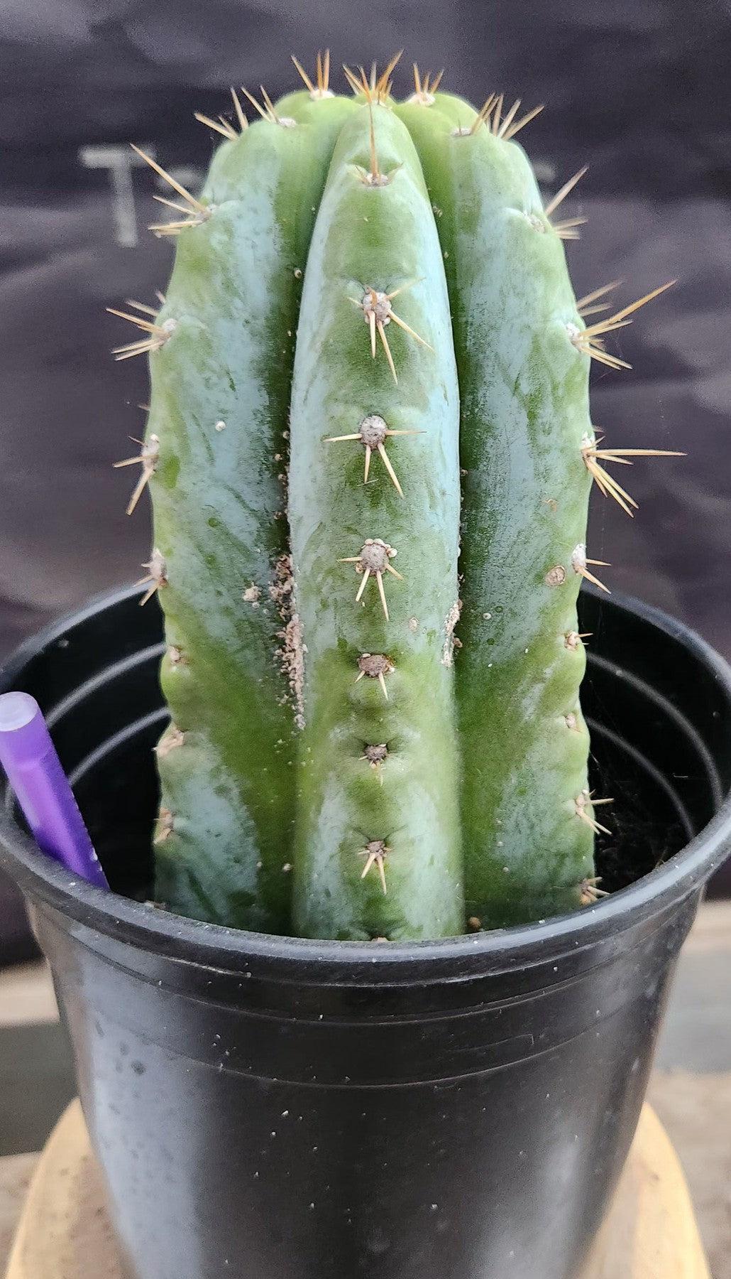 #EC256 EXACT Trichocereus Peruvianus Argentensis TLC Cactus 8.5"-Cactus - Large - Exact-The Succulent Source