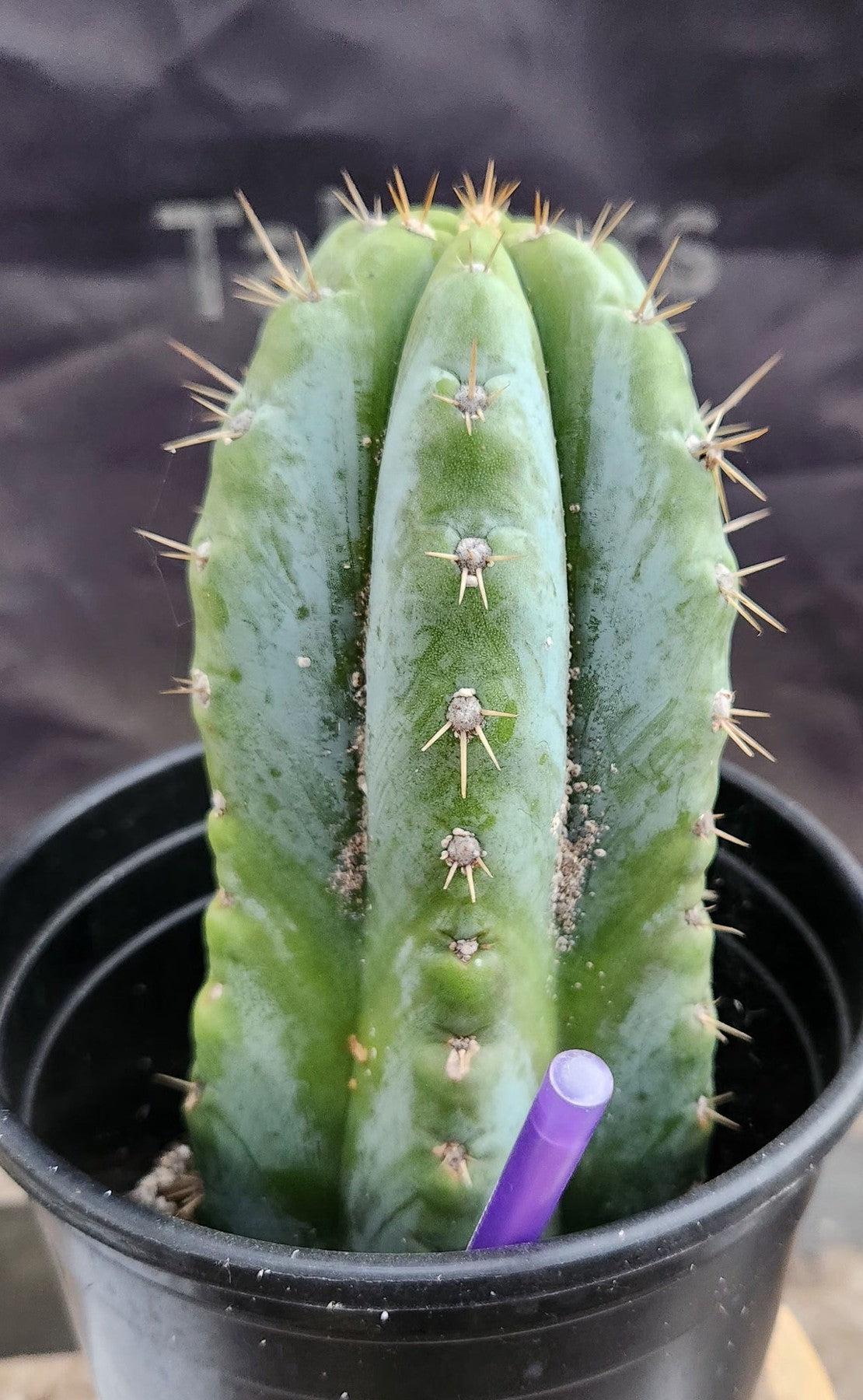 #EC256 EXACT Trichocereus Peruvianus Argentensis TLC Cactus 8.5"-Cactus - Large - Exact-The Succulent Source