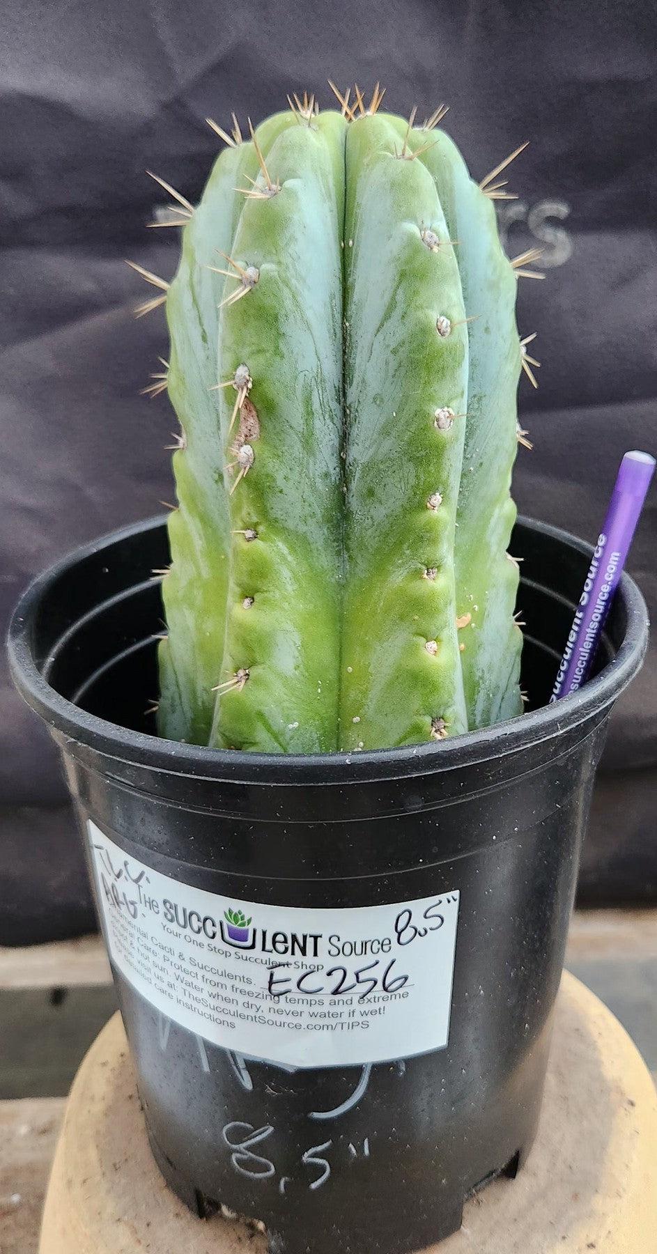 #EC256 EXACT Trichocereus Peruvianus Argentensis TLC Cactus 8.5"-Cactus - Large - Exact-The Succulent Source