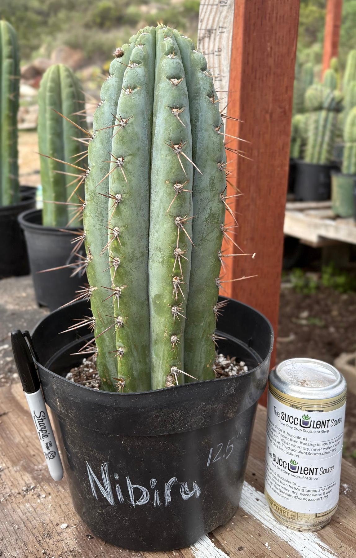 #EC256 EXACT Trichocereus Peruvianus Nibiru Cactus 12.5"-Cactus - Large - Exact-The Succulent Source