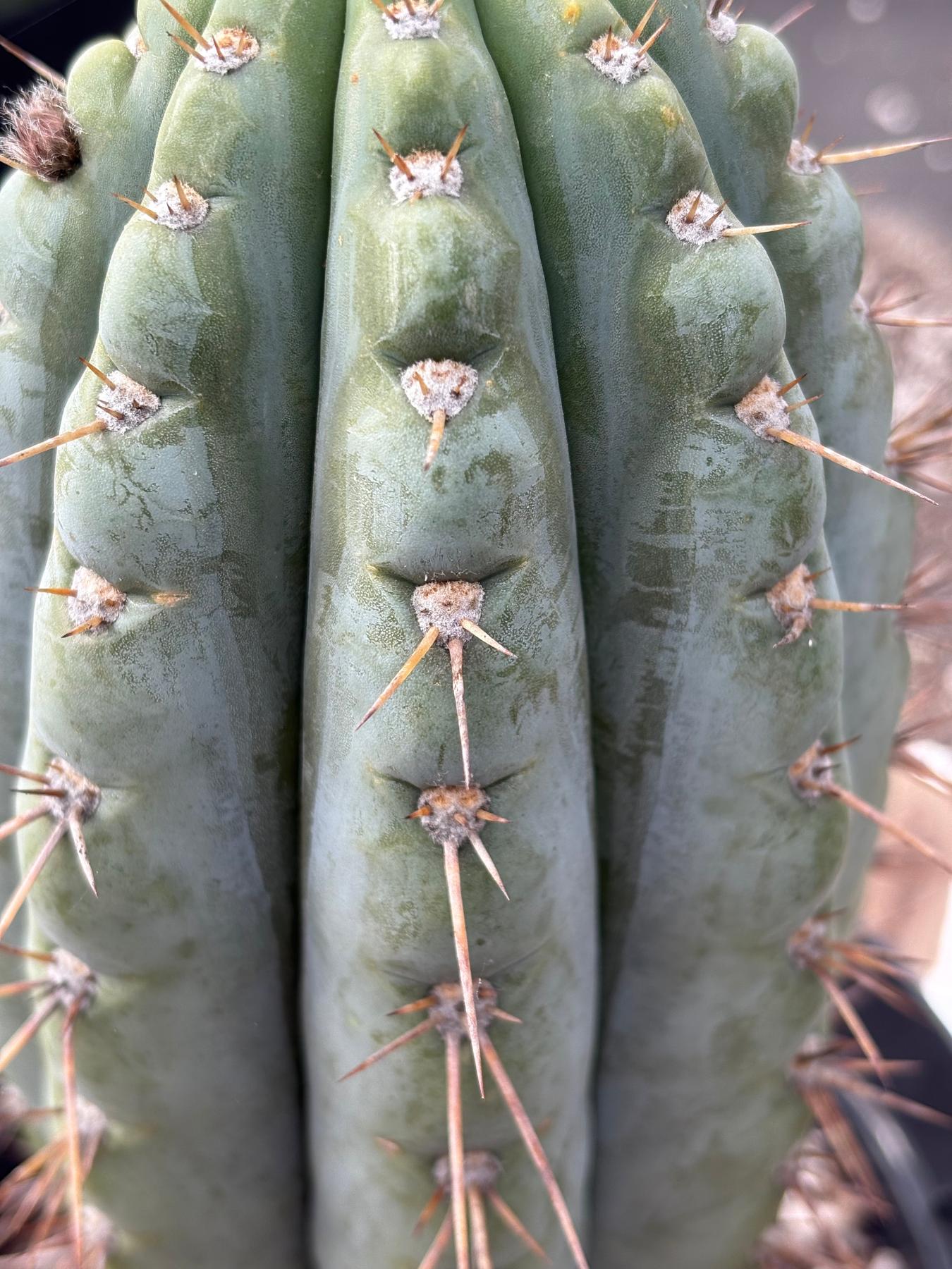 #EC256 EXACT Trichocereus Peruvianus Nibiru Cactus 12.5"-Cactus - Large - Exact-The Succulent Source