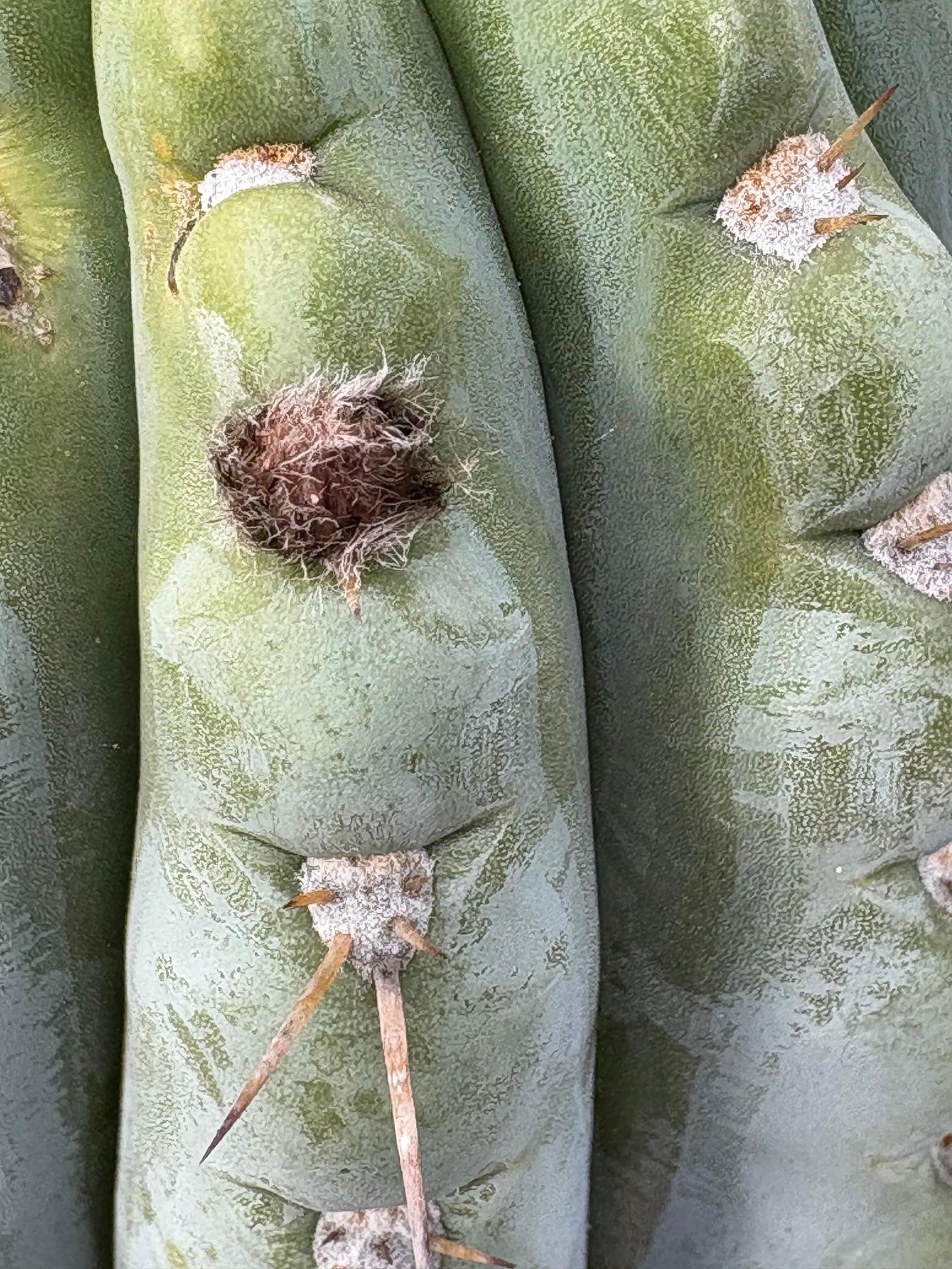 #EC256 EXACT Trichocereus Peruvianus Nibiru Cactus 12.5"-Cactus - Large - Exact-The Succulent Source