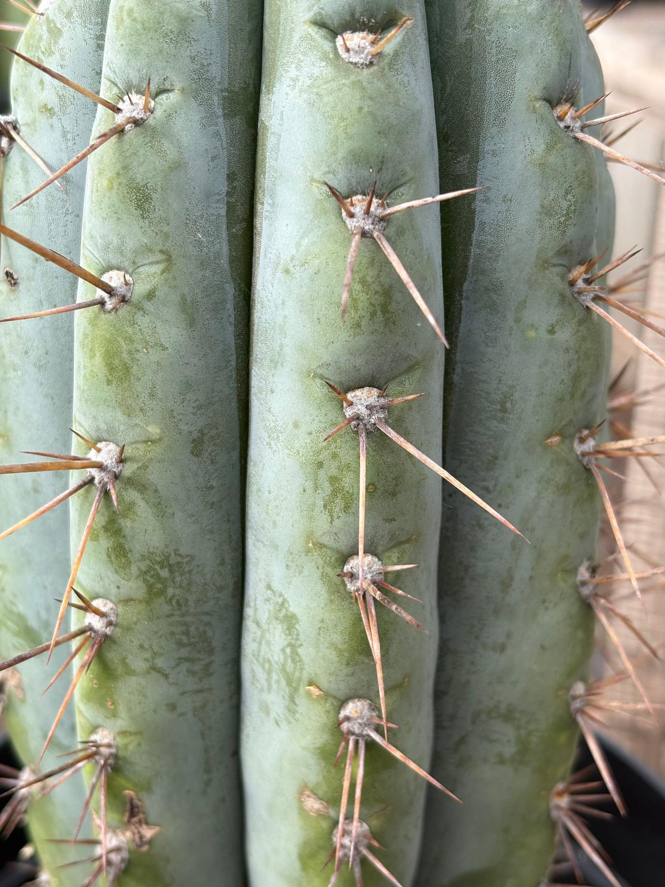#EC256 EXACT Trichocereus Peruvianus Nibiru Cactus 12.5"-Cactus - Large - Exact-The Succulent Source