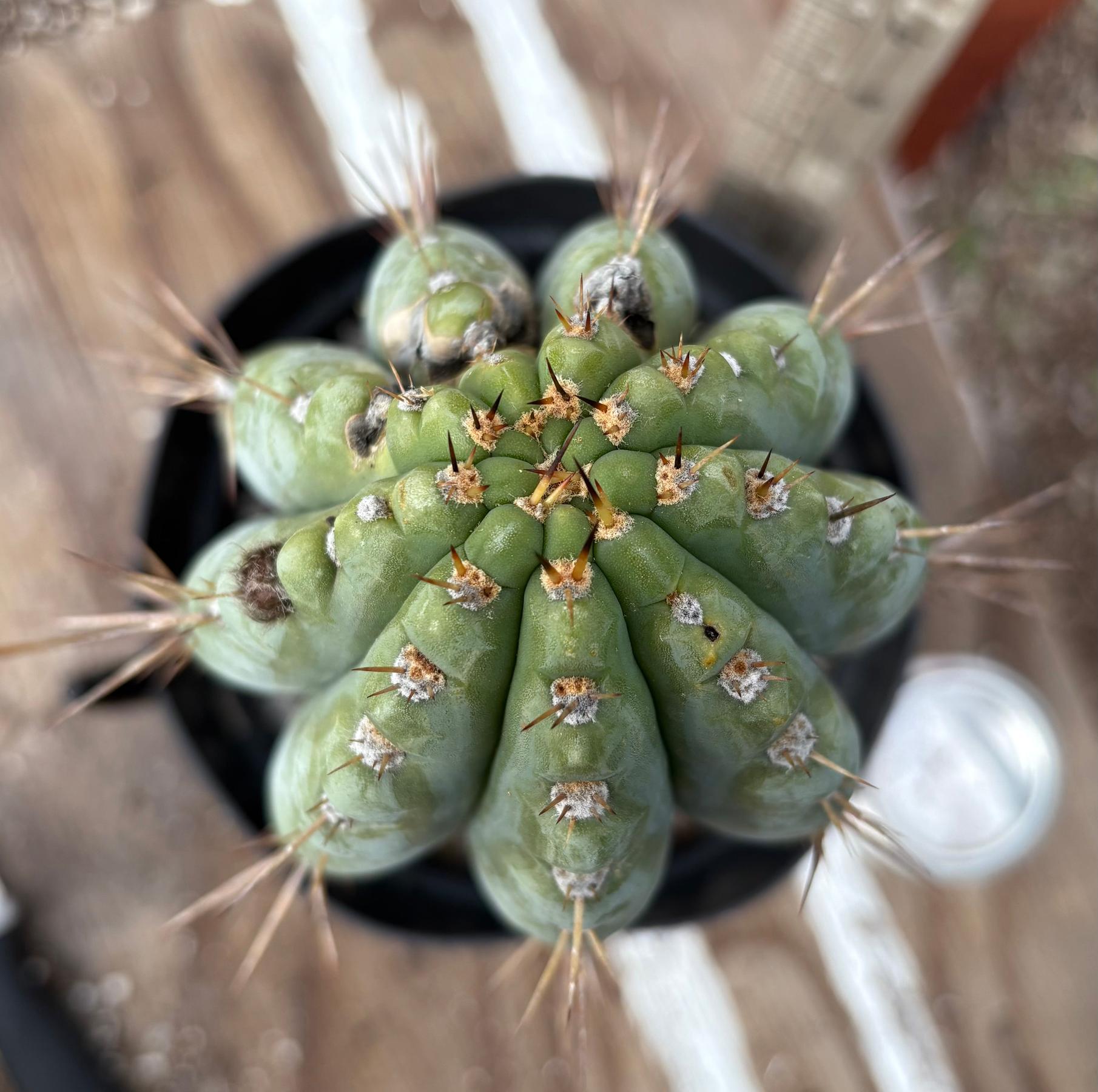 #EC256 EXACT Trichocereus Peruvianus Nibiru Cactus 12.5"-Cactus - Large - Exact-The Succulent Source