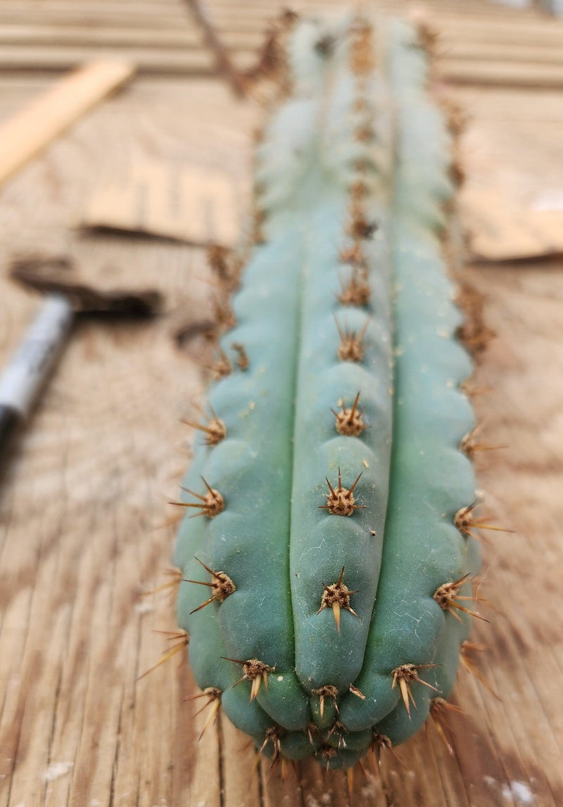 #EC256 EXACT Trichocereus Peruvianus TLC Ornamental Cactus Cutting Lot