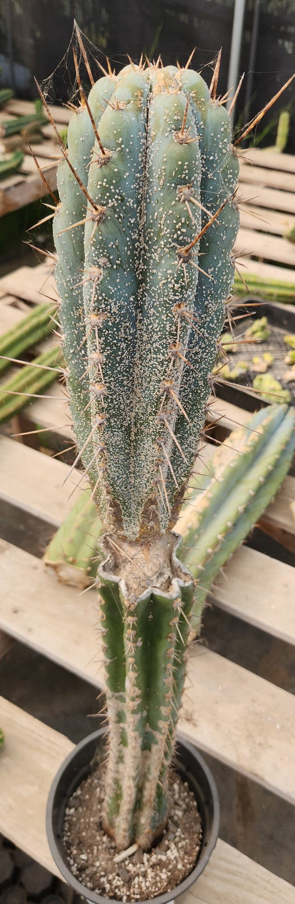 #EC256 EXACT Trichocereus Peruvianus TLC Ornamental Cactus Hospital Rescue-Cactus - Large - Exact-The Succulent Source