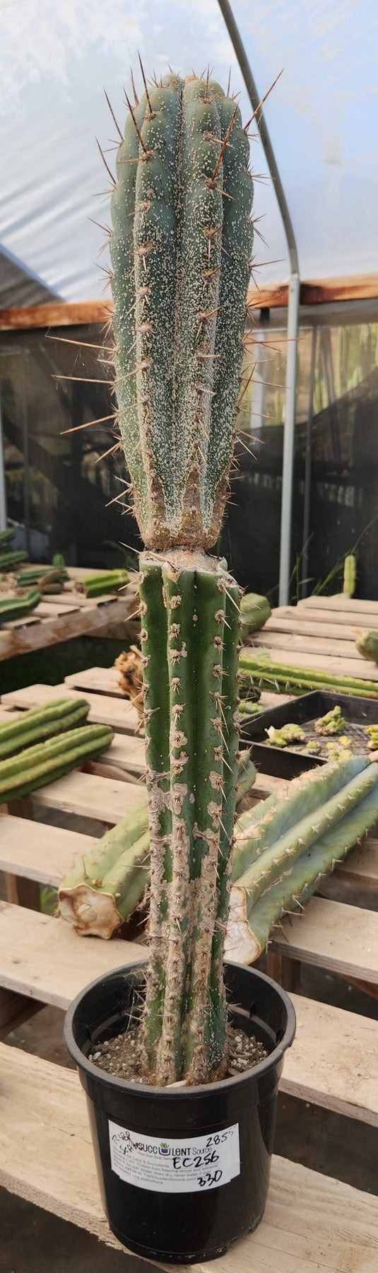 #EC256 EXACT Trichocereus Peruvianus TLC Ornamental Cactus Hospital Rescue-Cactus - Large - Exact-The Succulent Source