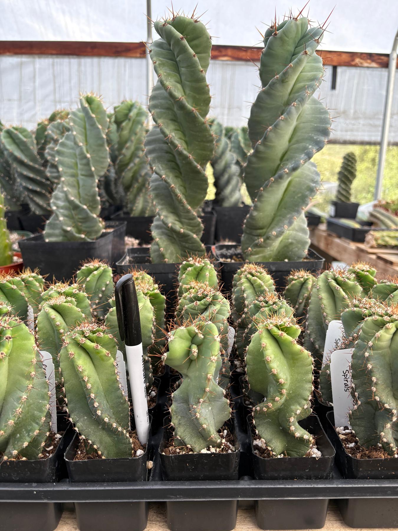 #EC257 EXACT Cereus Spiralis The Spiral Cactus 10-12” or so!-Cactus - Large - Exact-The Succulent Source