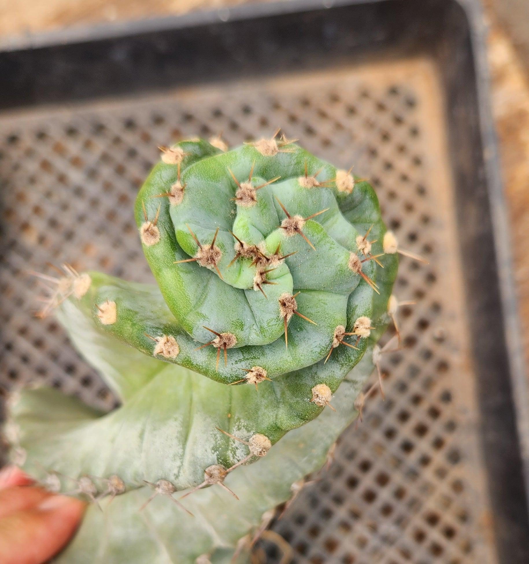 twisty succulent EC257 EXACT Cereus Spiralis Spiral Cactus 12-14"