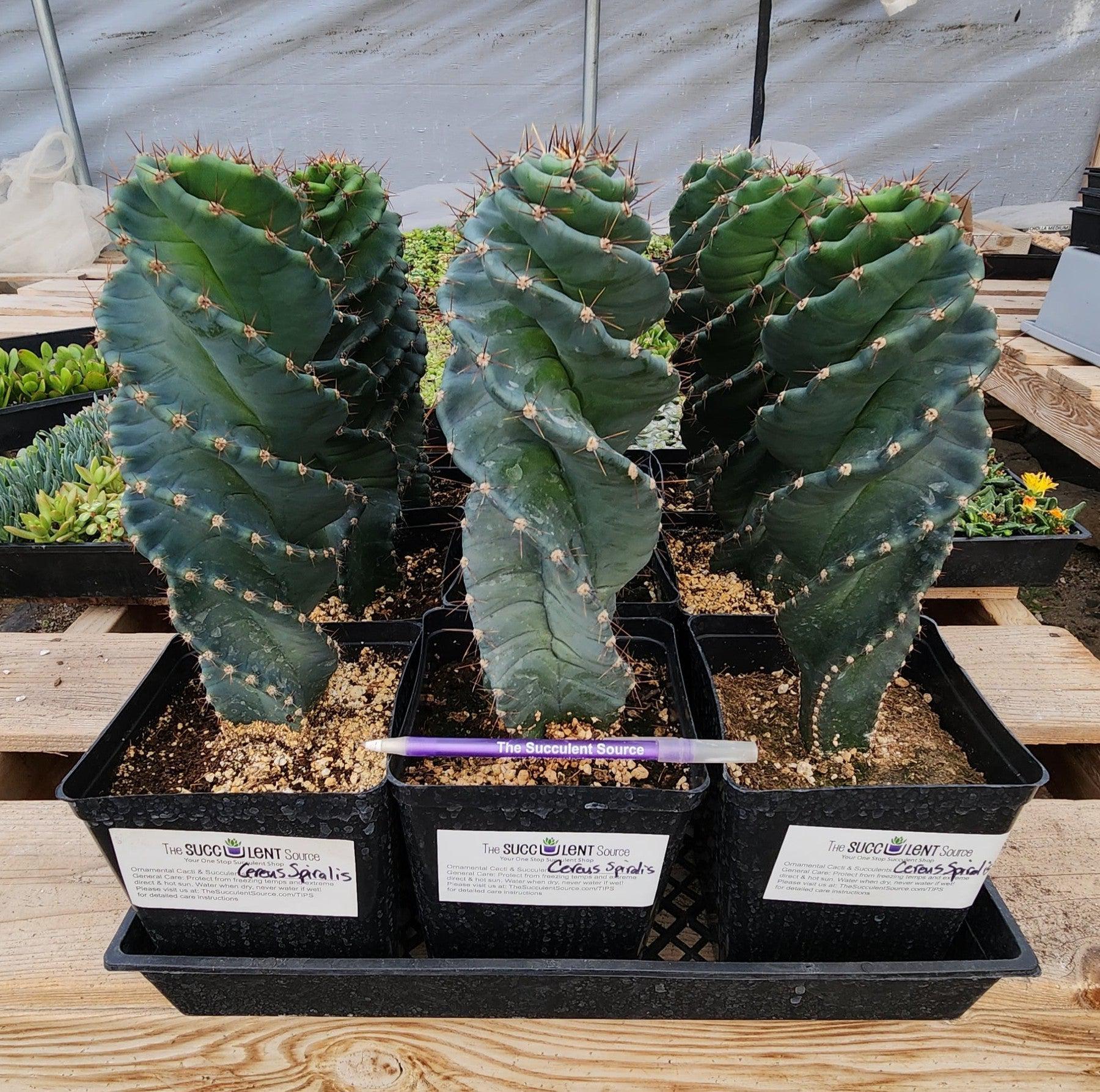 spiral succulent plants for sale #EC257 EXACT Cereus Spiralis Spiral Cactus 12-14" One Spiral Cactus 10-12” Potted