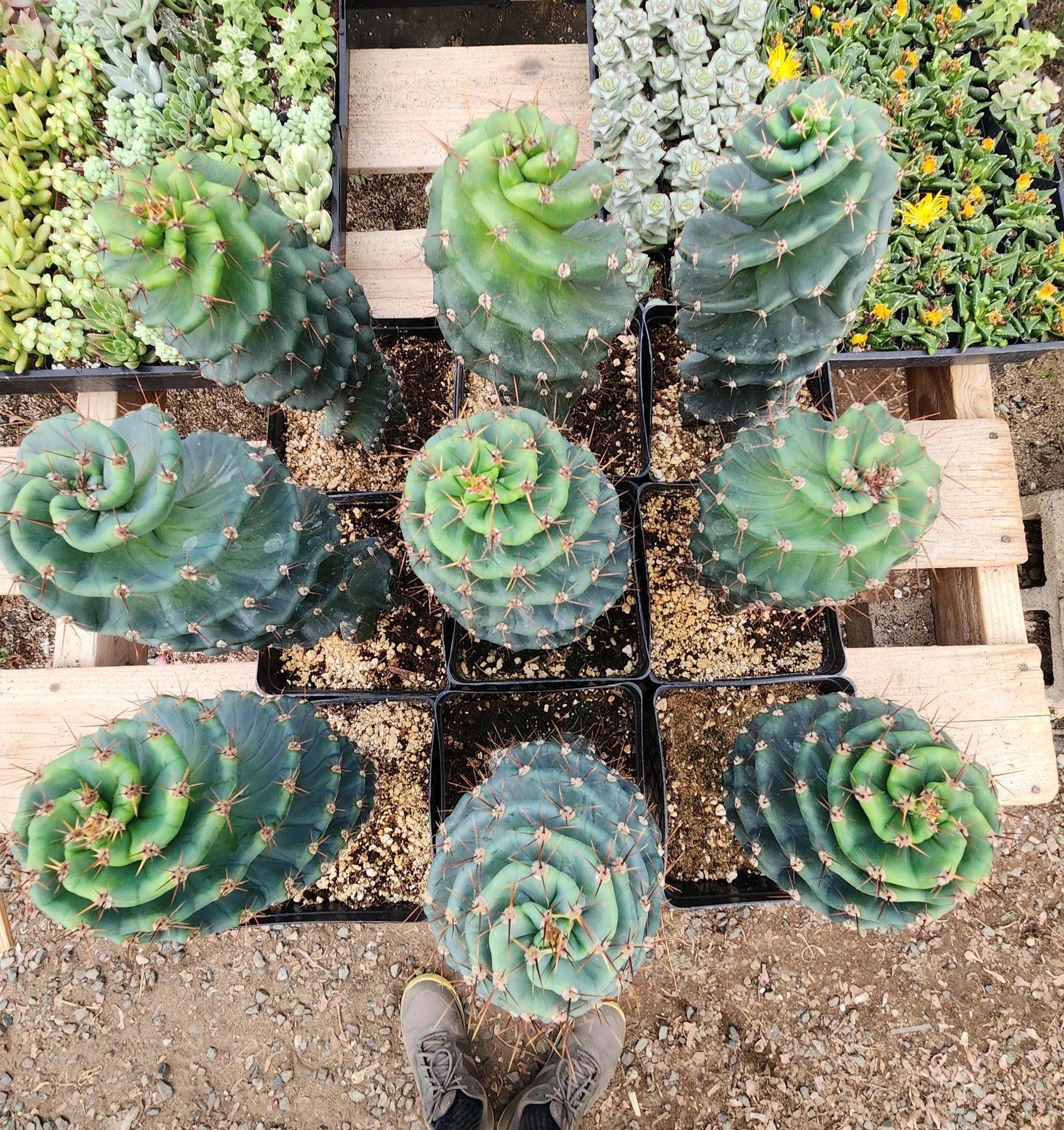 wavy cactus succulent #EC257 EXACT Cereus Spiralis Spiral Cactus 12-14" One Spiral Cactus 10-12” Potted