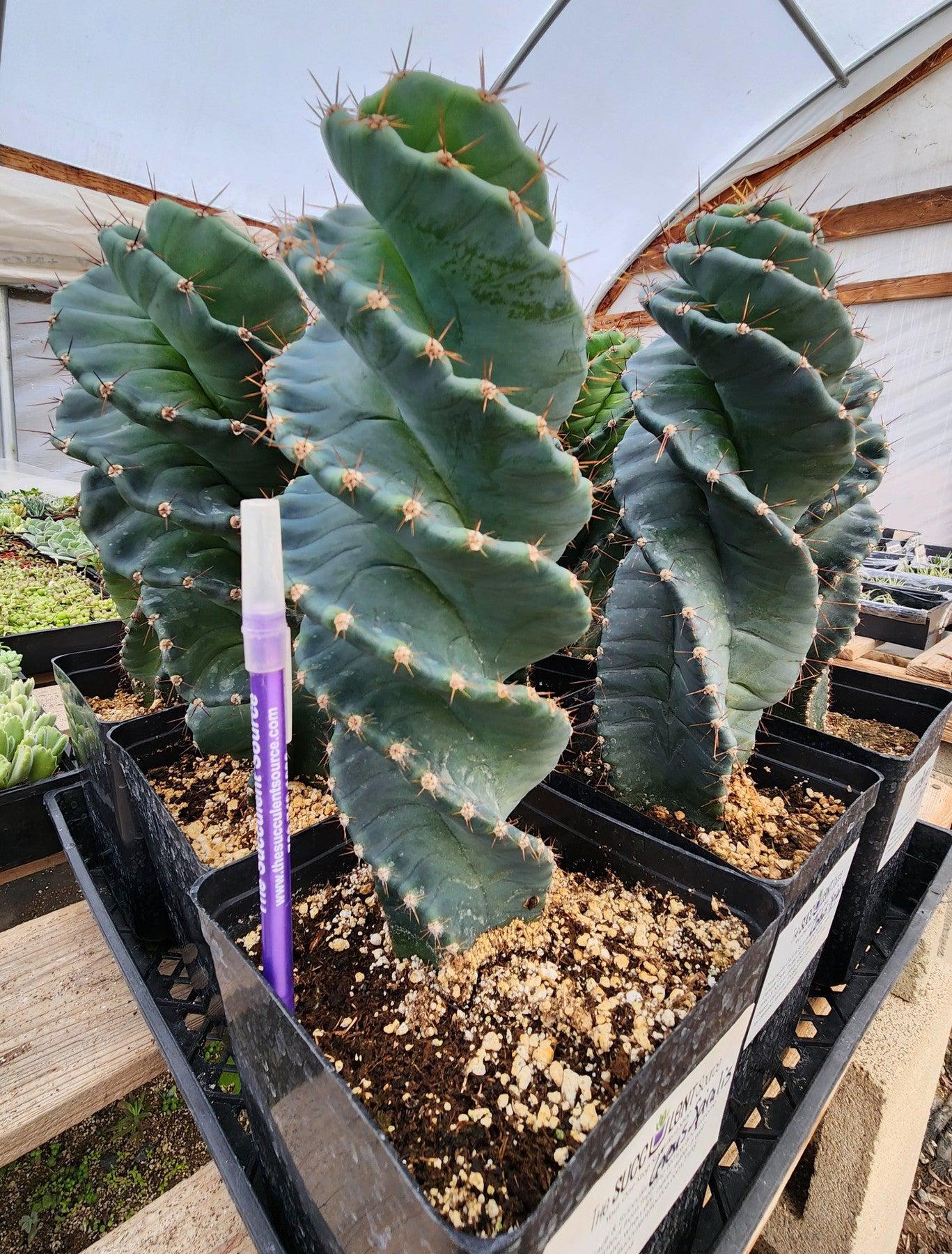 spiral succulent types #EC257 EXACT Cereus Spiralis Spiral Cactus 12-14" One Spiral Cactus 10-12” Potted