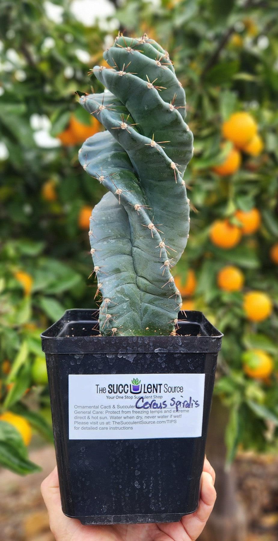 twisty succulent #EC257 Cereus Forbesii Spiralis The Spiral Cactus Potted