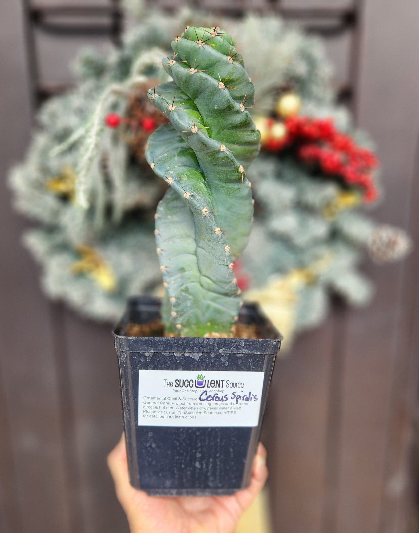 twisty succulent EC257 EXACT Cereus Spiralis Spiral Cactus 12-14"
