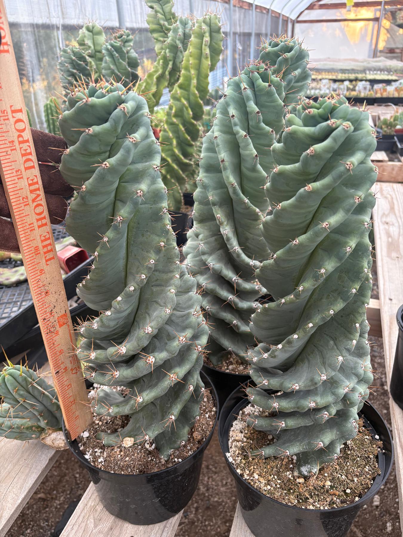 spiral succulents #EC257 EXACT Cereus Spiralis Spiral Cactus 12-14" One Spiral Cactus 10-12” Potted