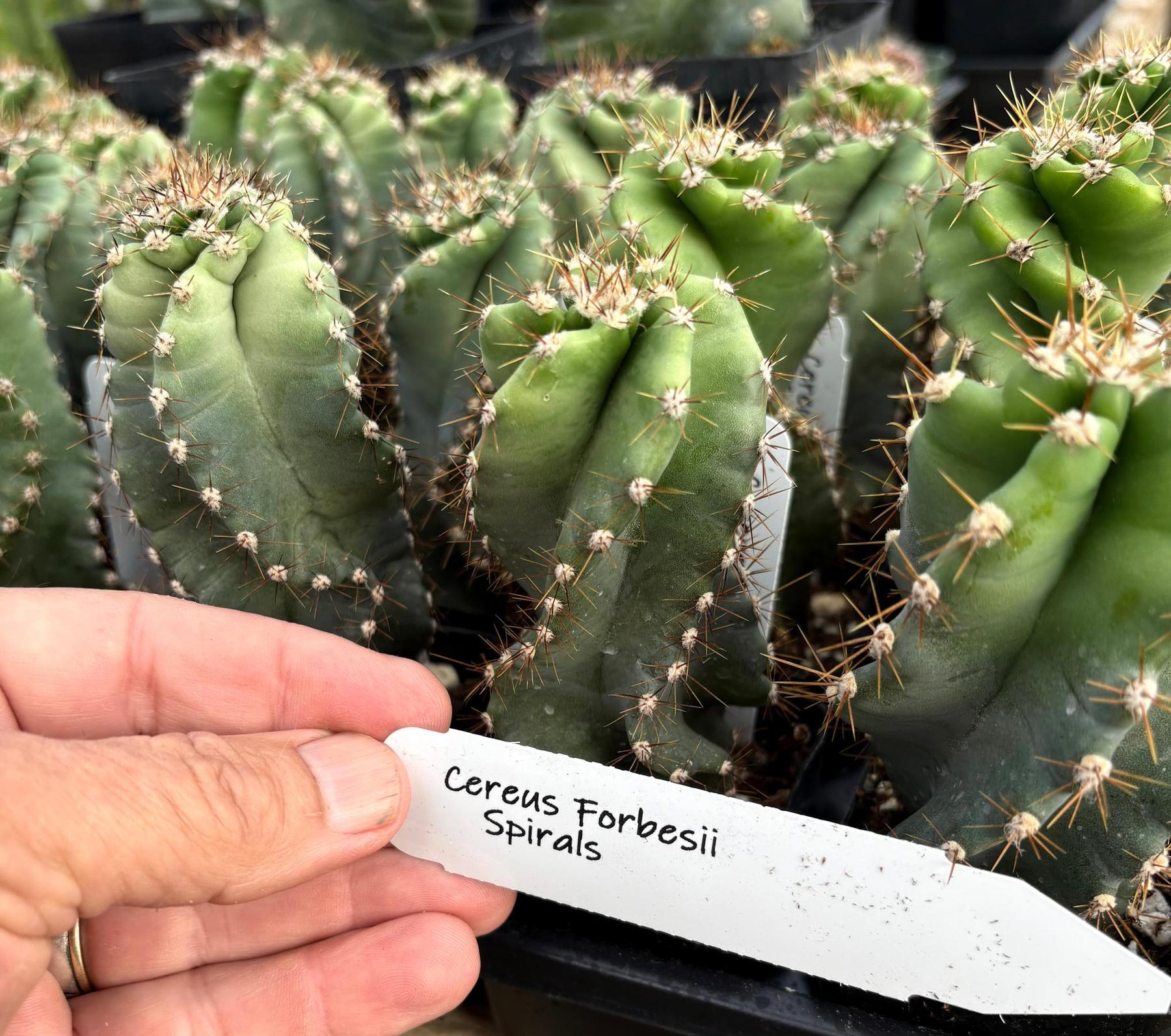 #EC257 EXACT Cereus Spiralis The Spiral Cactus 10-12” or so!-Cactus - Large - Exact-The Succulent Source