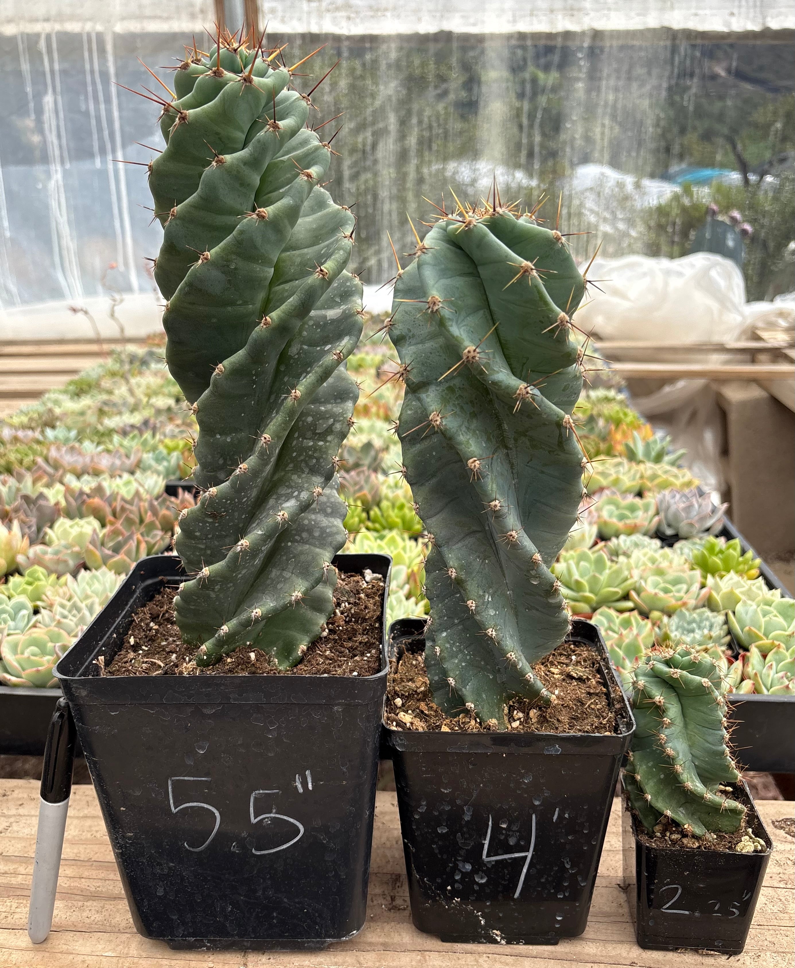 #EC257 Cereus Forbesii Spiralis The Spiral Cactus Potted-Cactus - Large - Exact-The Succulent Source
