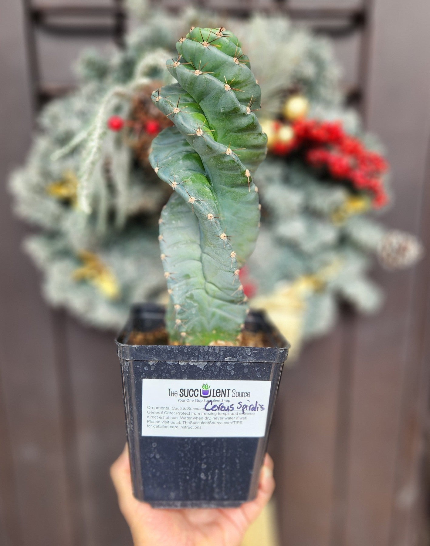 #EC257 EXACT Cereus Spiralis Ornamental Cactus 10-12"-Cactus - Large - Exact-The Succulent Source