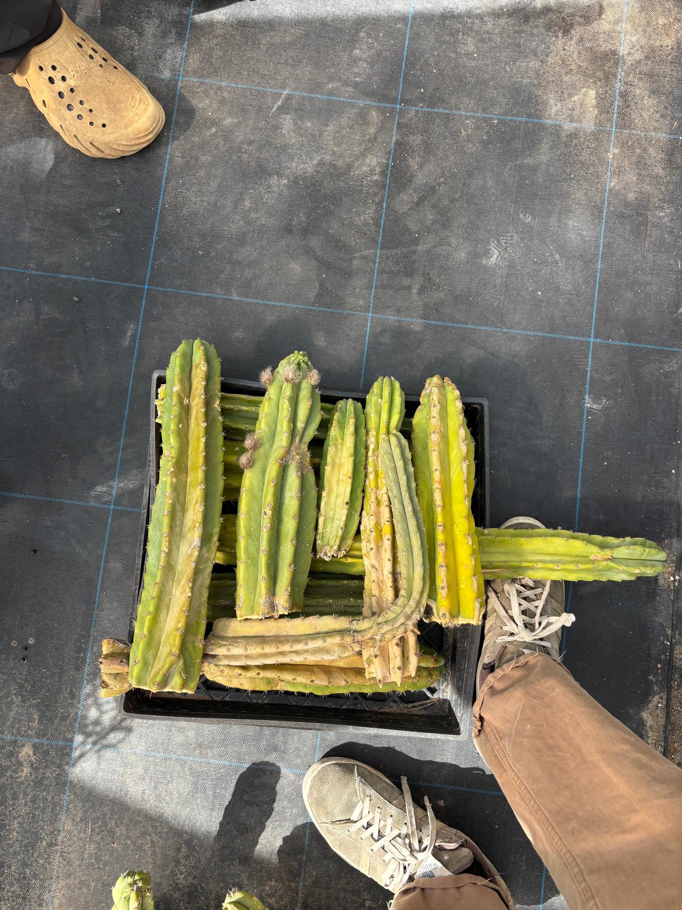 #EC258 EXACT Trichocereus Pachanoi PC Super TLC Cactus CUTTING Lot 25 pounds-Cactus - Large - Exact-The Succulent Source