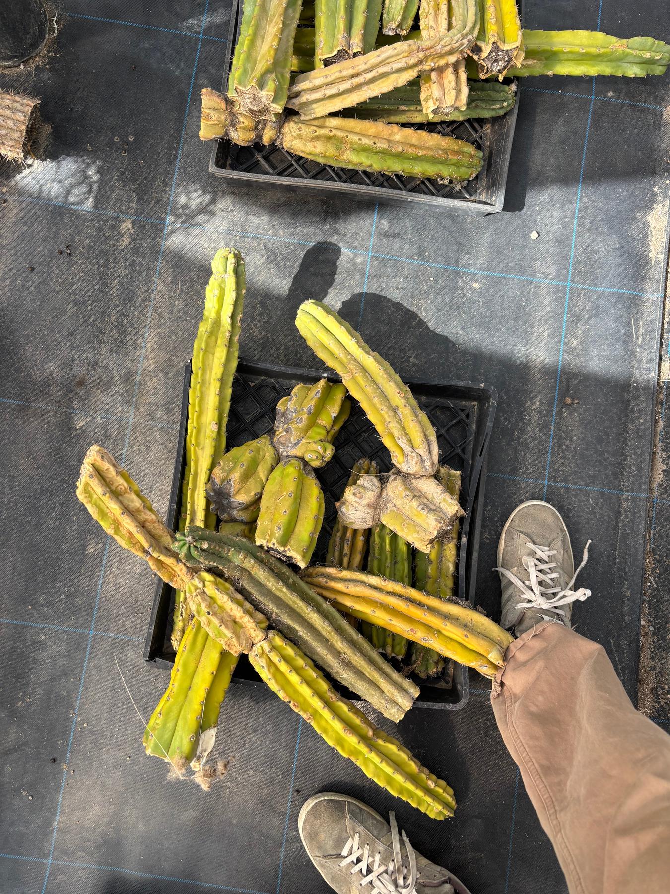 #EC258 EXACT Trichocereus Pachanoi PC Super TLC Cactus CUTTING Lot 25 pounds-Cactus - Large - Exact-The Succulent Source