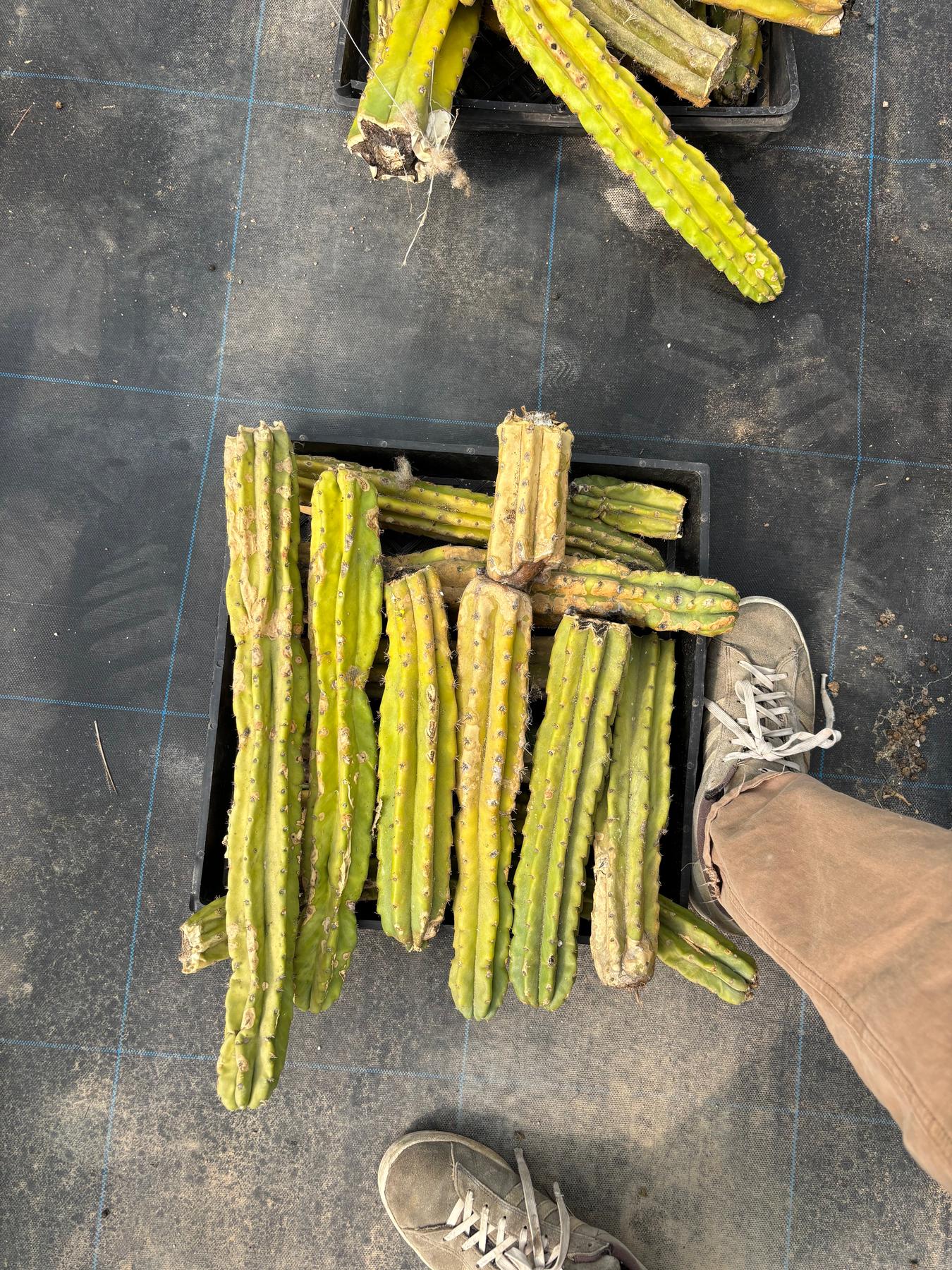 #EC258 EXACT Trichocereus Pachanoi PC Super TLC Cactus CUTTING Lot 25 pounds-Cactus - Large - Exact-The Succulent Source