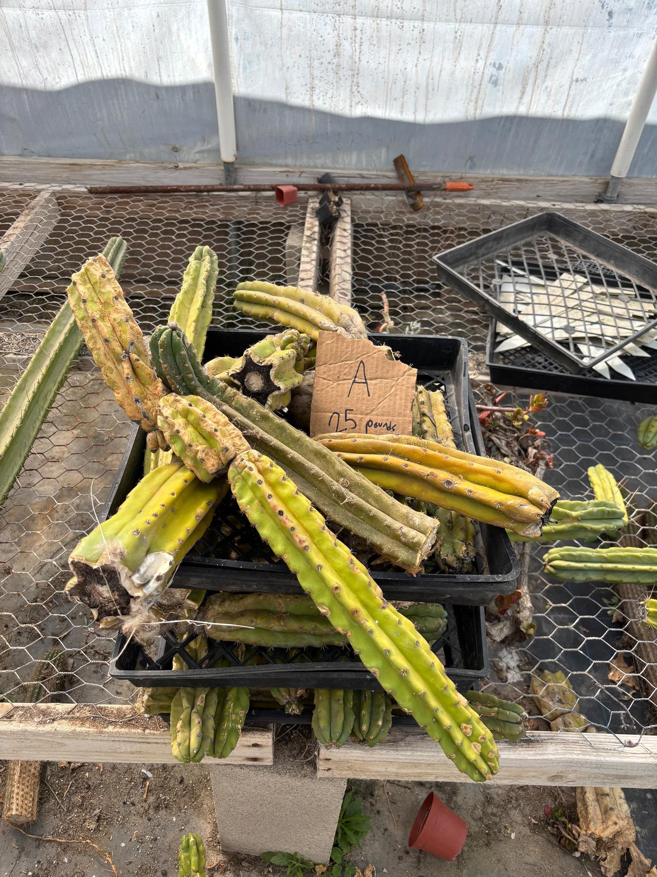 #EC258 EXACT Trichocereus Pachanoi PC Super TLC Cactus CUTTING Lot 25 pounds-Cactus - Large - Exact-The Succulent Source